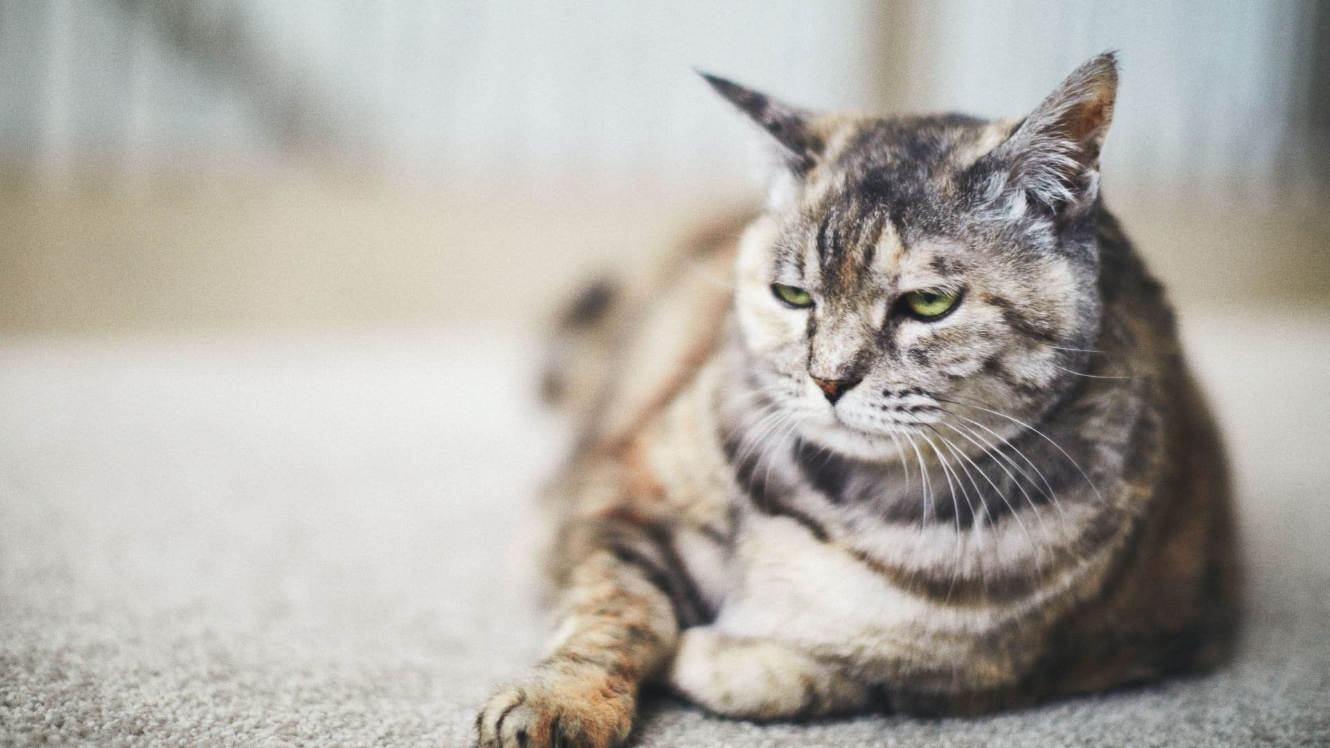 Scheinbar harmlose Dinge können für Katzen hochgiftig sein.