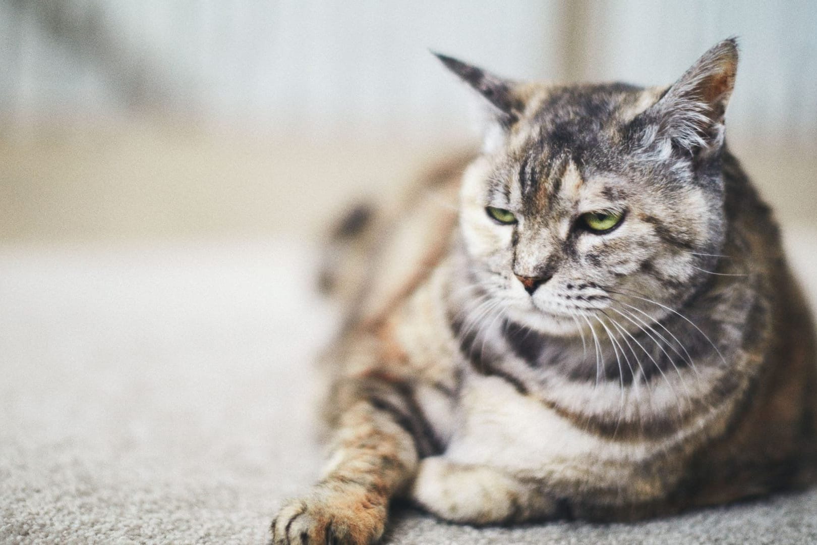 Scheinbar harmlose Dinge können für Katzen hochgiftig sein.