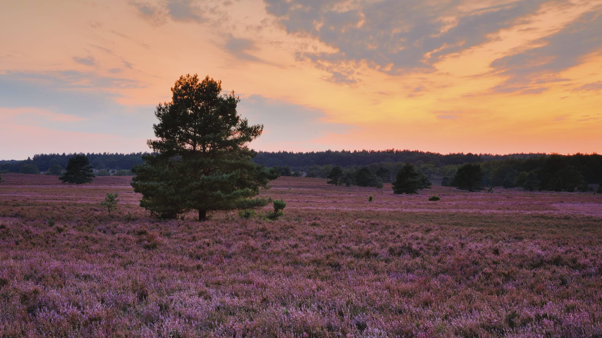 Die Lüneburger Heide ist bei Urlaubern sehr beliebt.