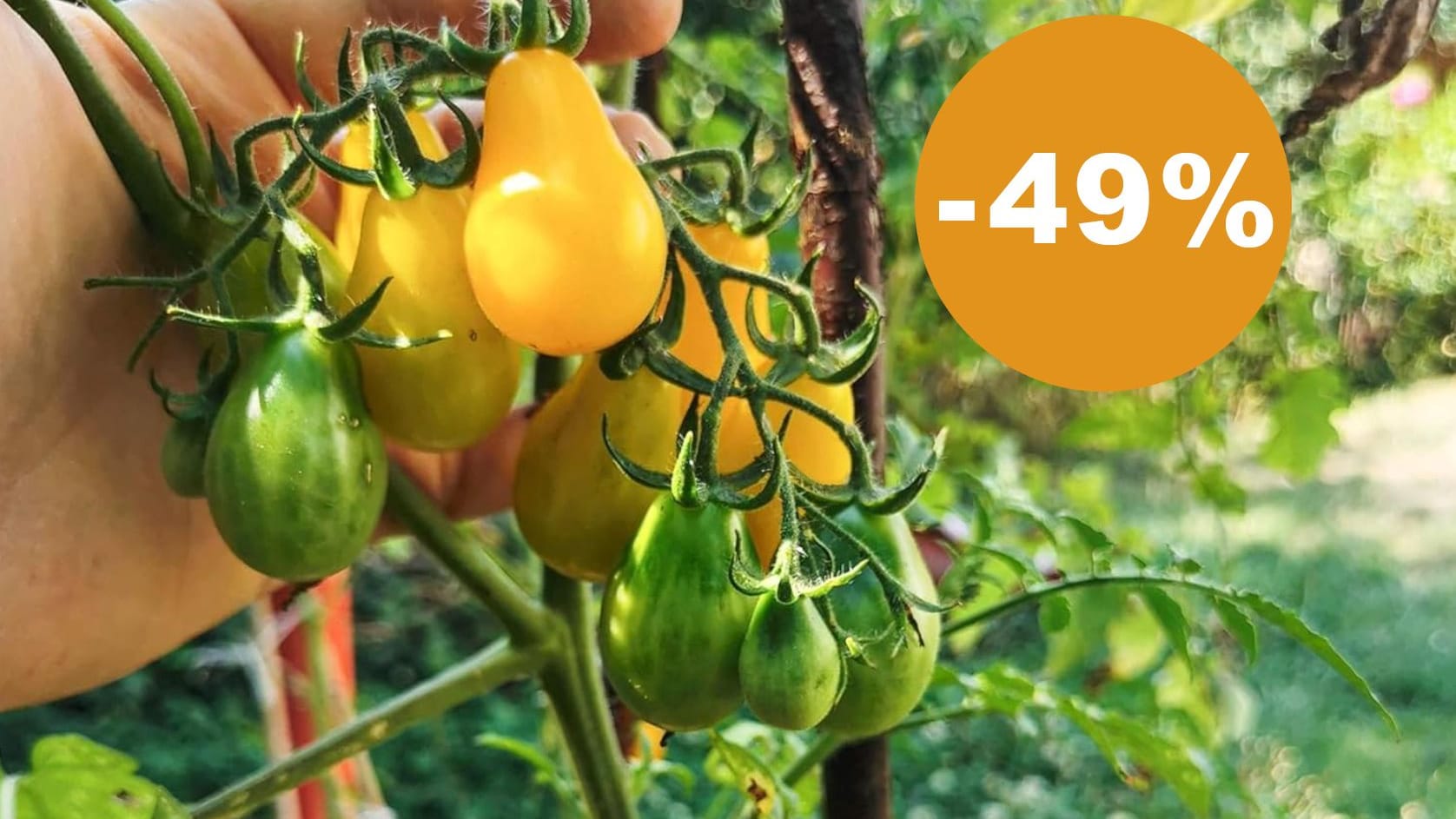 Nur für kurze Zeit: zwölf außergewöhnliche Tomatensorten mit Mega-Rabatt bei Amazon.