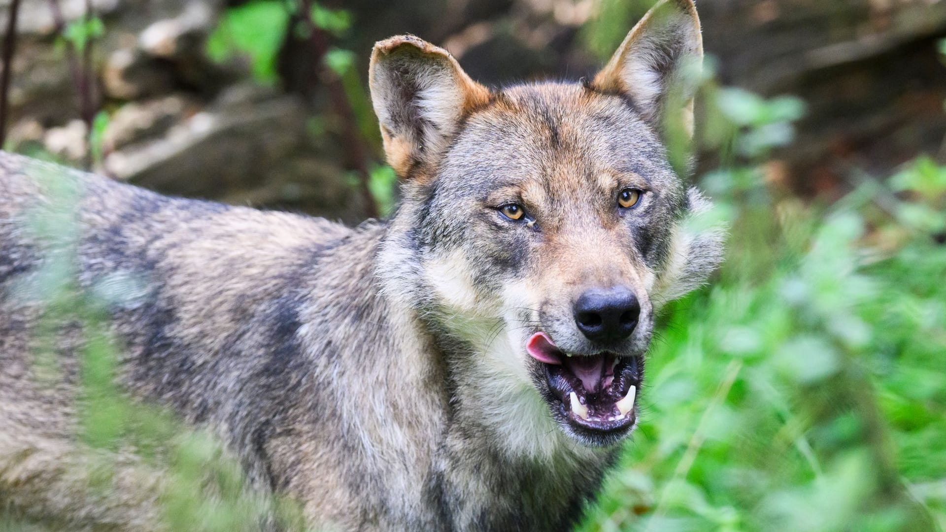 Ein Wolf (Symbolbild): Die Zahl der Wölfe in Niedersachsen ist stark gestiegen.