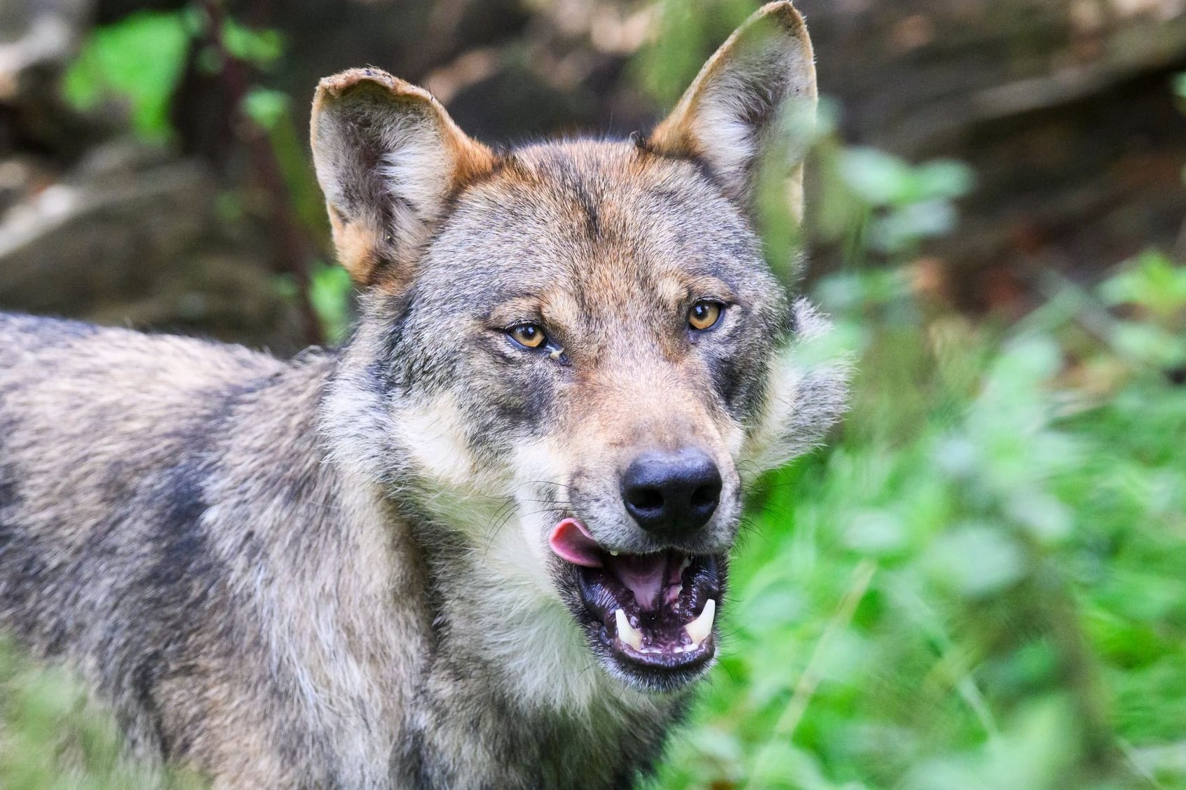 Ein Wolf (Symbolbild): Die Zahl der Wölfe in Niedersachsen ist stark gestiegen.