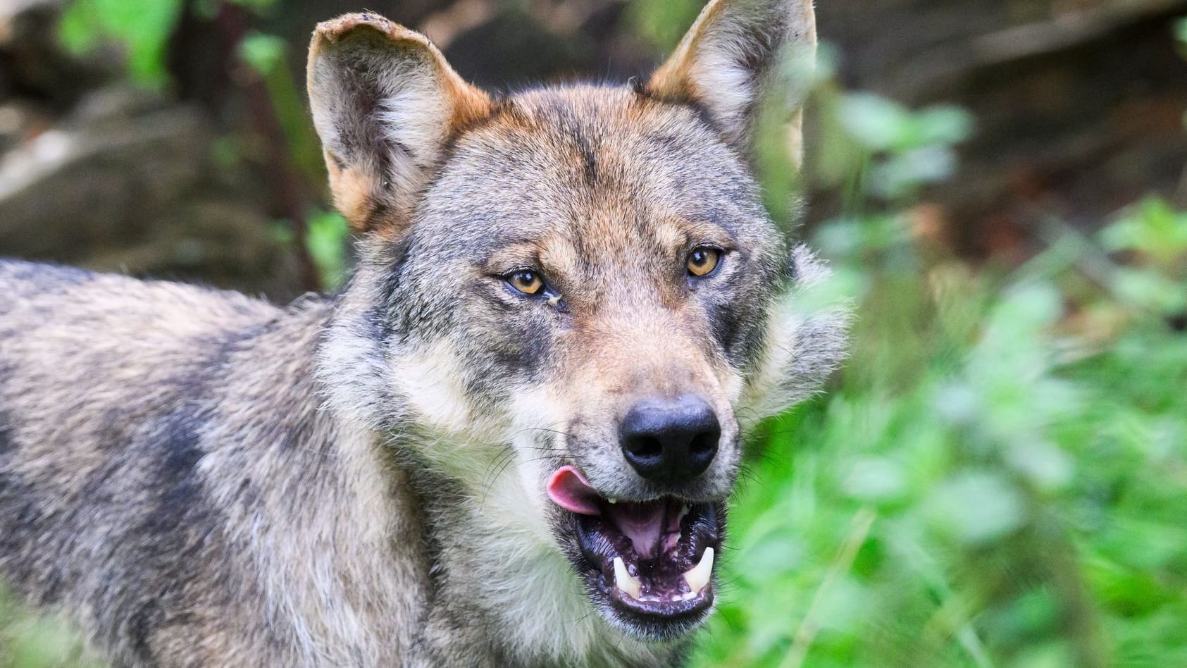 Ein Wolf (Symbolbild): Die Zahl der Wölfe in Niedersachsen ist stark gestiegen.