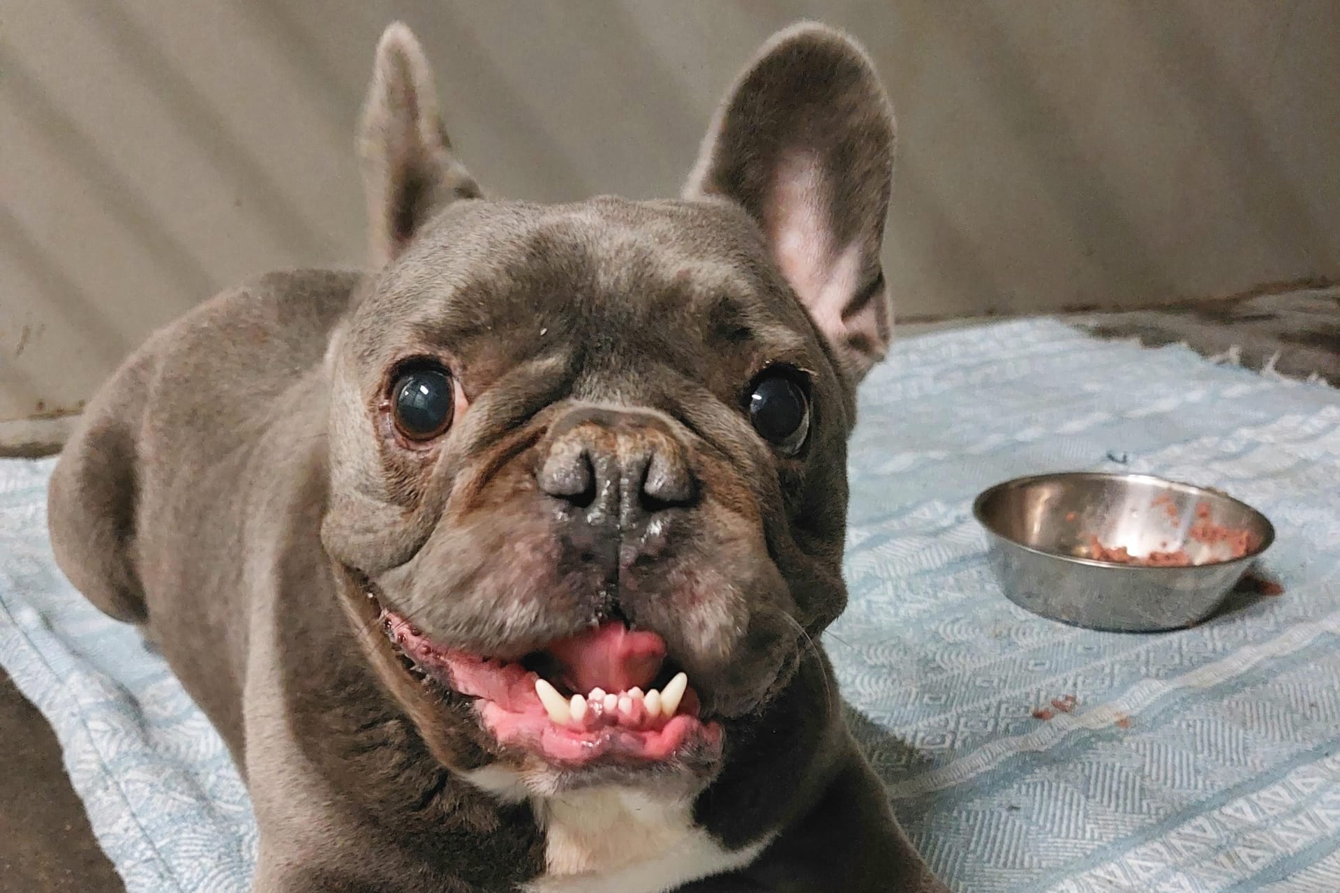 Balu ist eine französische Bulldogge und sucht ein neues Zuhause.