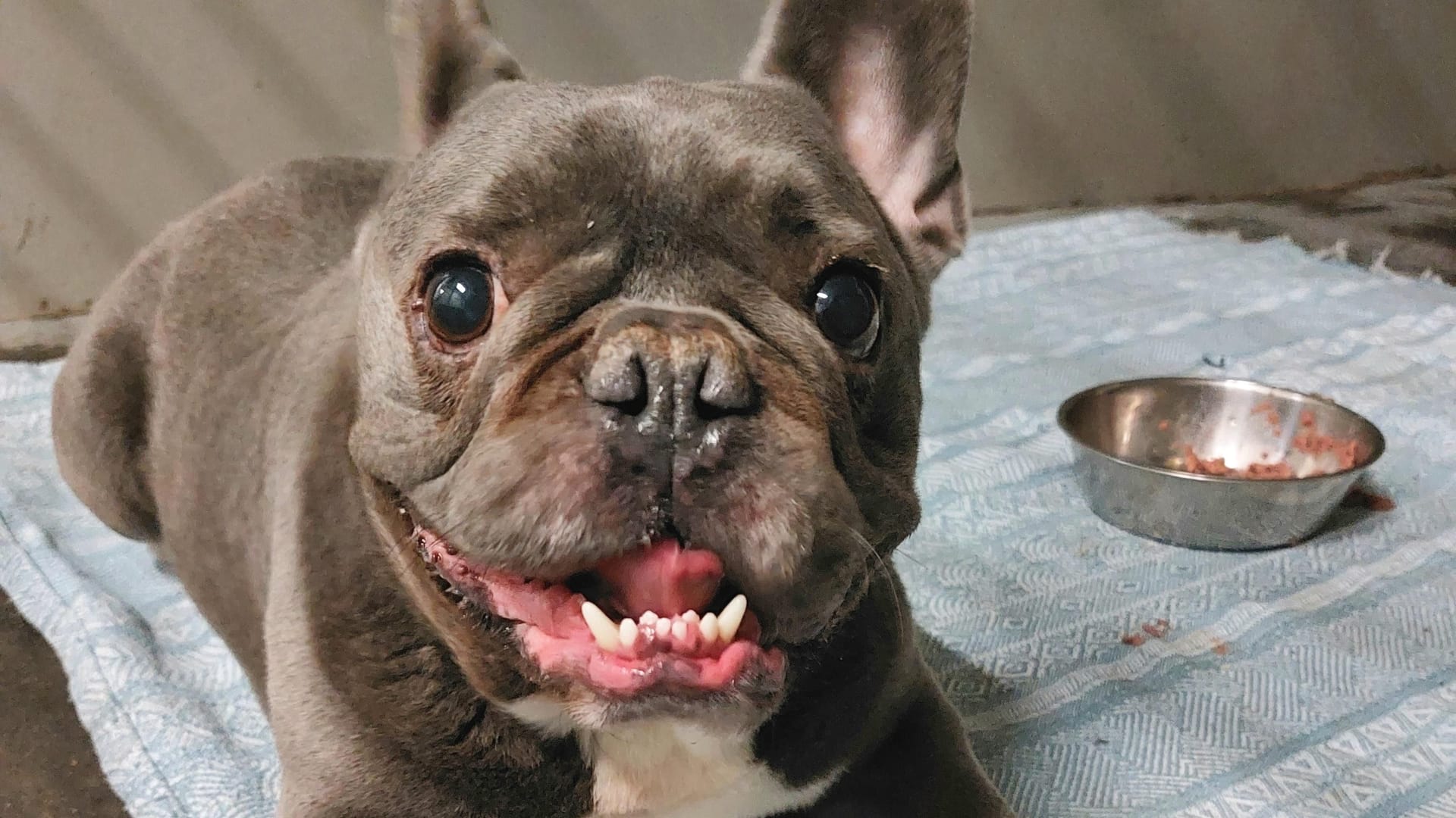 Balu ist eine französische Bulldogge und sucht ein neues Zuhause.