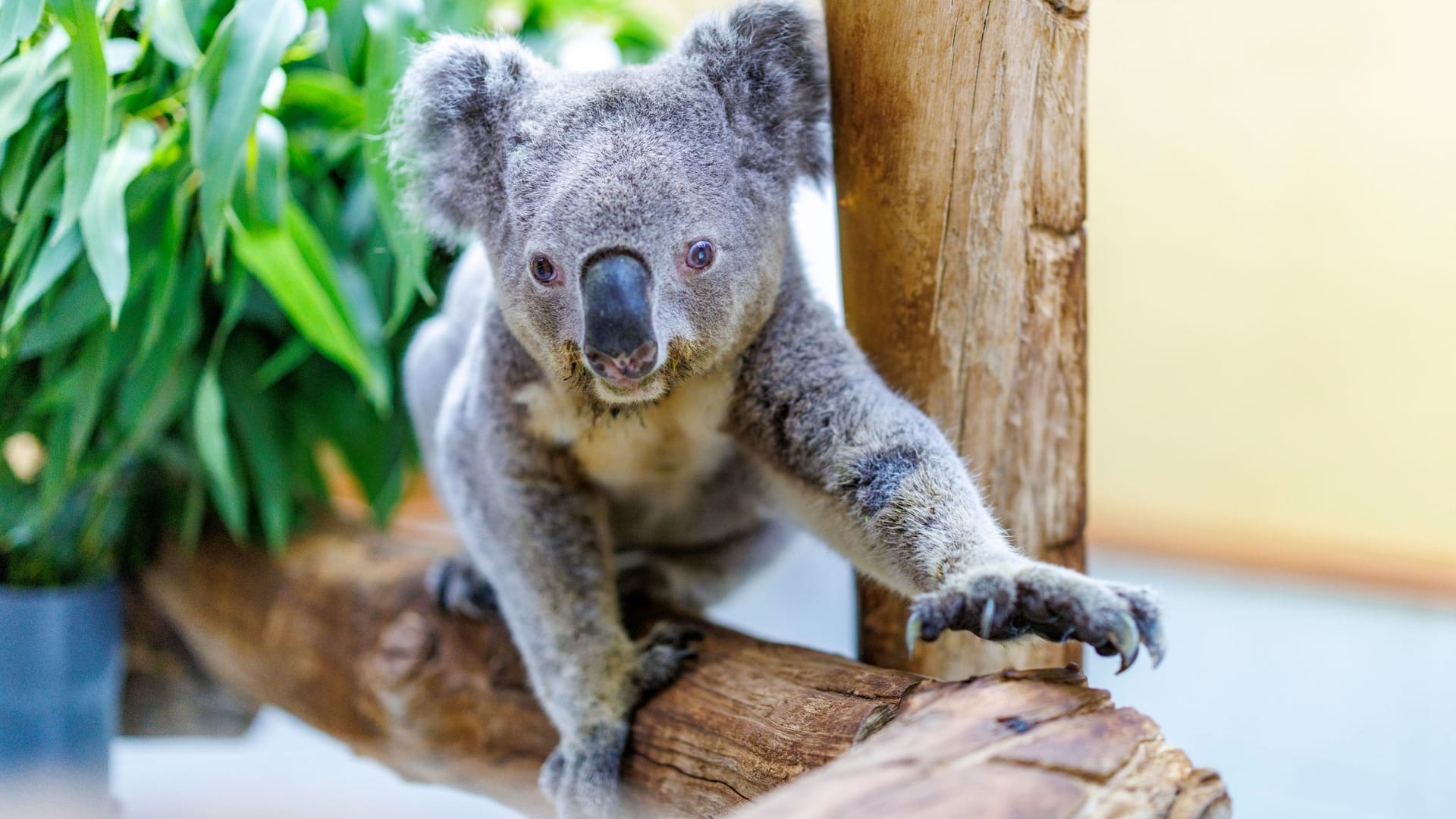 Koala Irwin im Duisburger Zoo