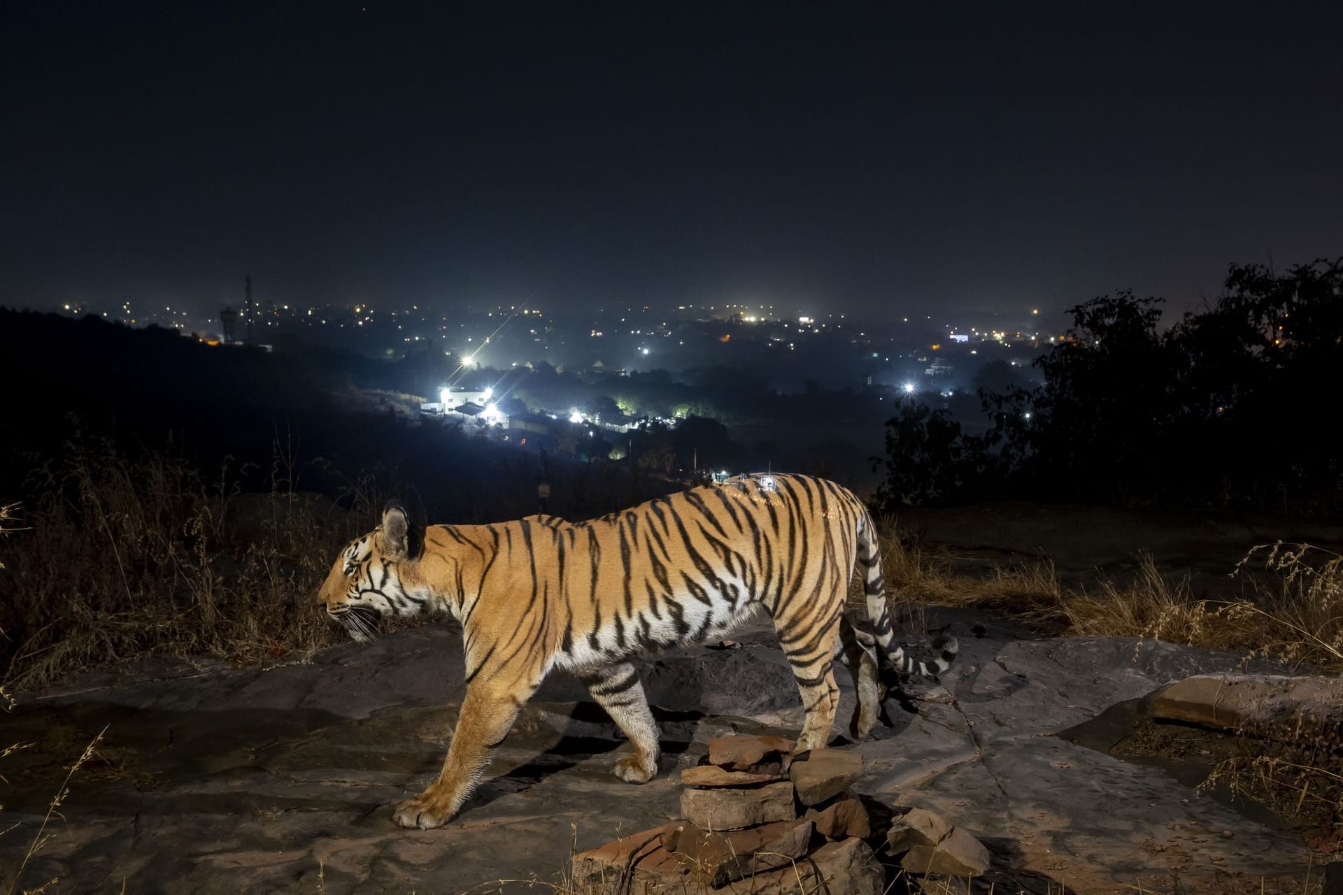 Studie: Tigerpopulation nimmt dank Schutzmaßnahmen deutlich zu