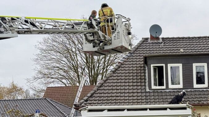 Kein vor und kein zurück: Für den Hund brauchte es die Feuerwehr, um wieder sicher am Boden anzulangen.