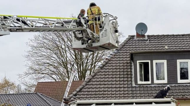 Kein vor und kein zurück: Für den Hund brauchte es die Feuerwehr, um wieder sicher am Boden anzulangen.