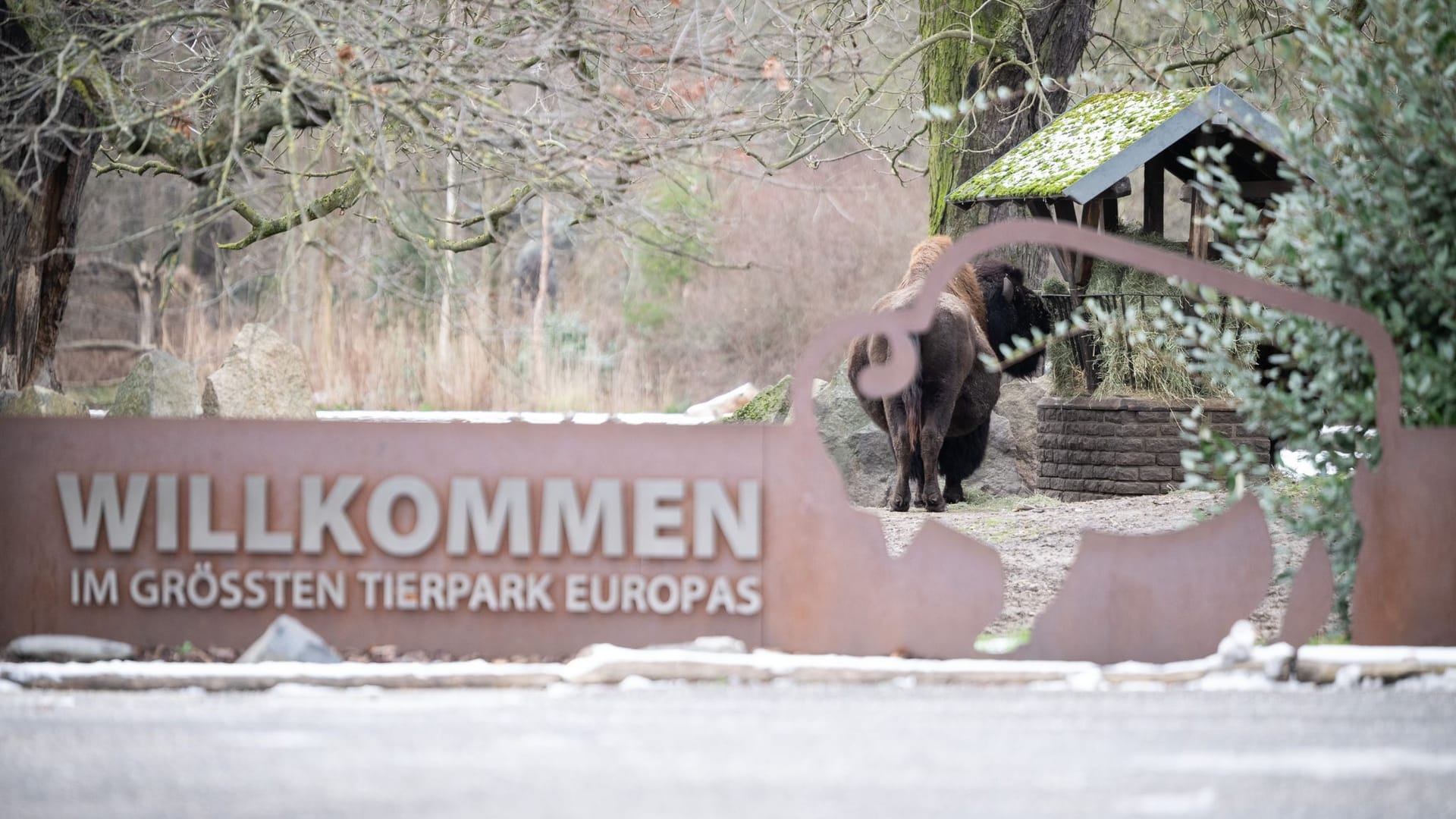 Maul- und Klauenseuche in Brandenburg - Tierpark Berlin