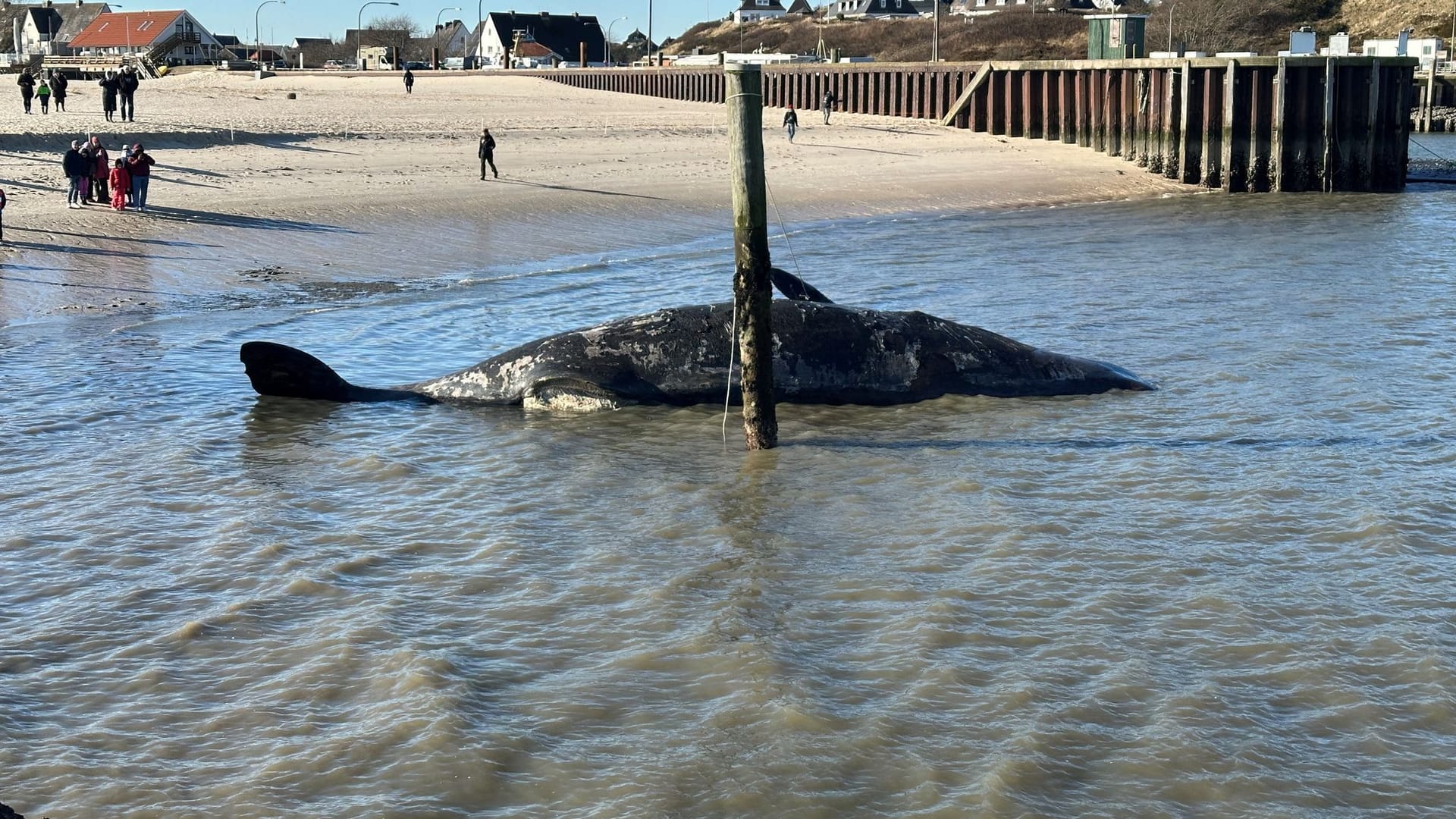 Toter Pottwal vor Sylt