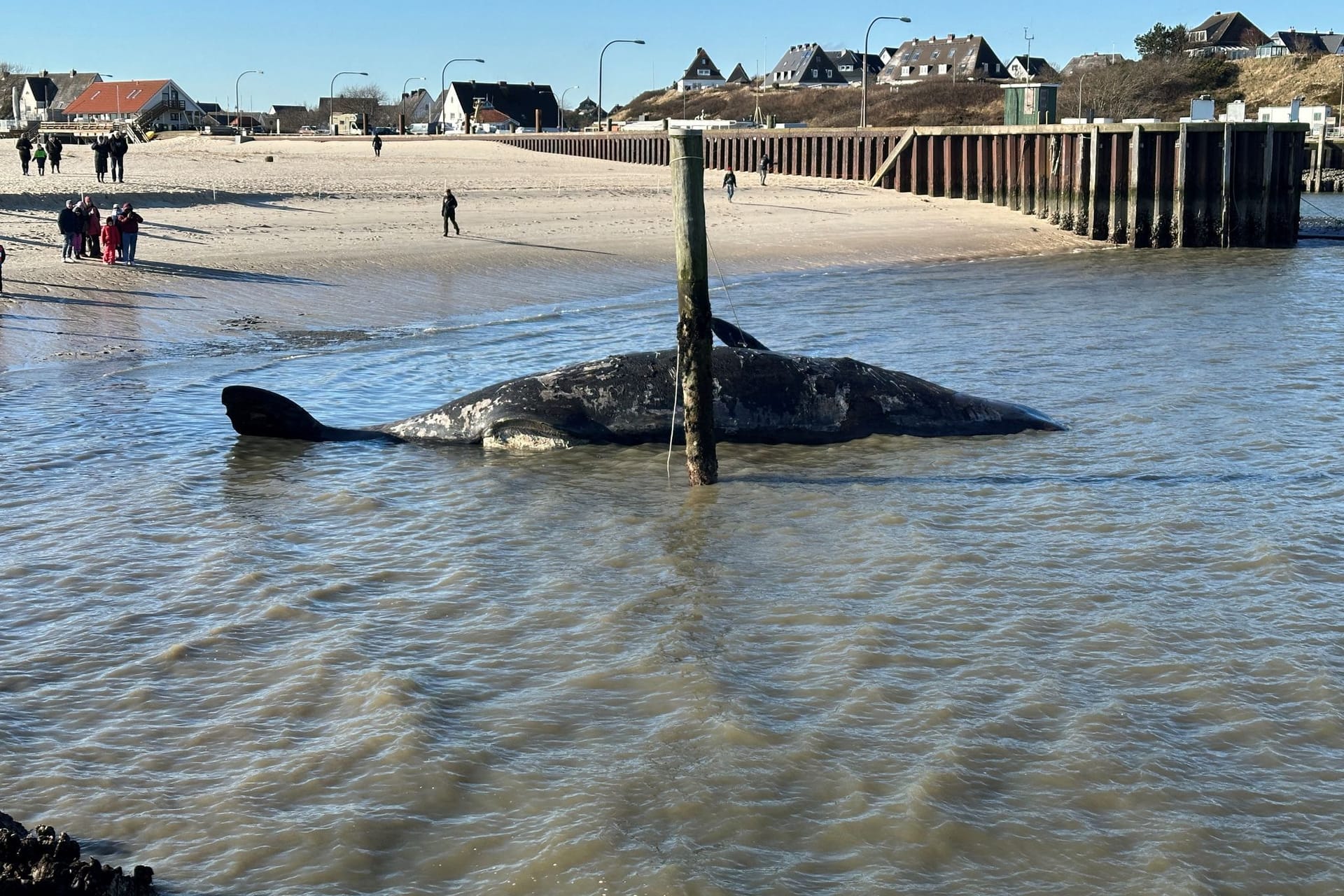 Toter Pottwal vor Sylt