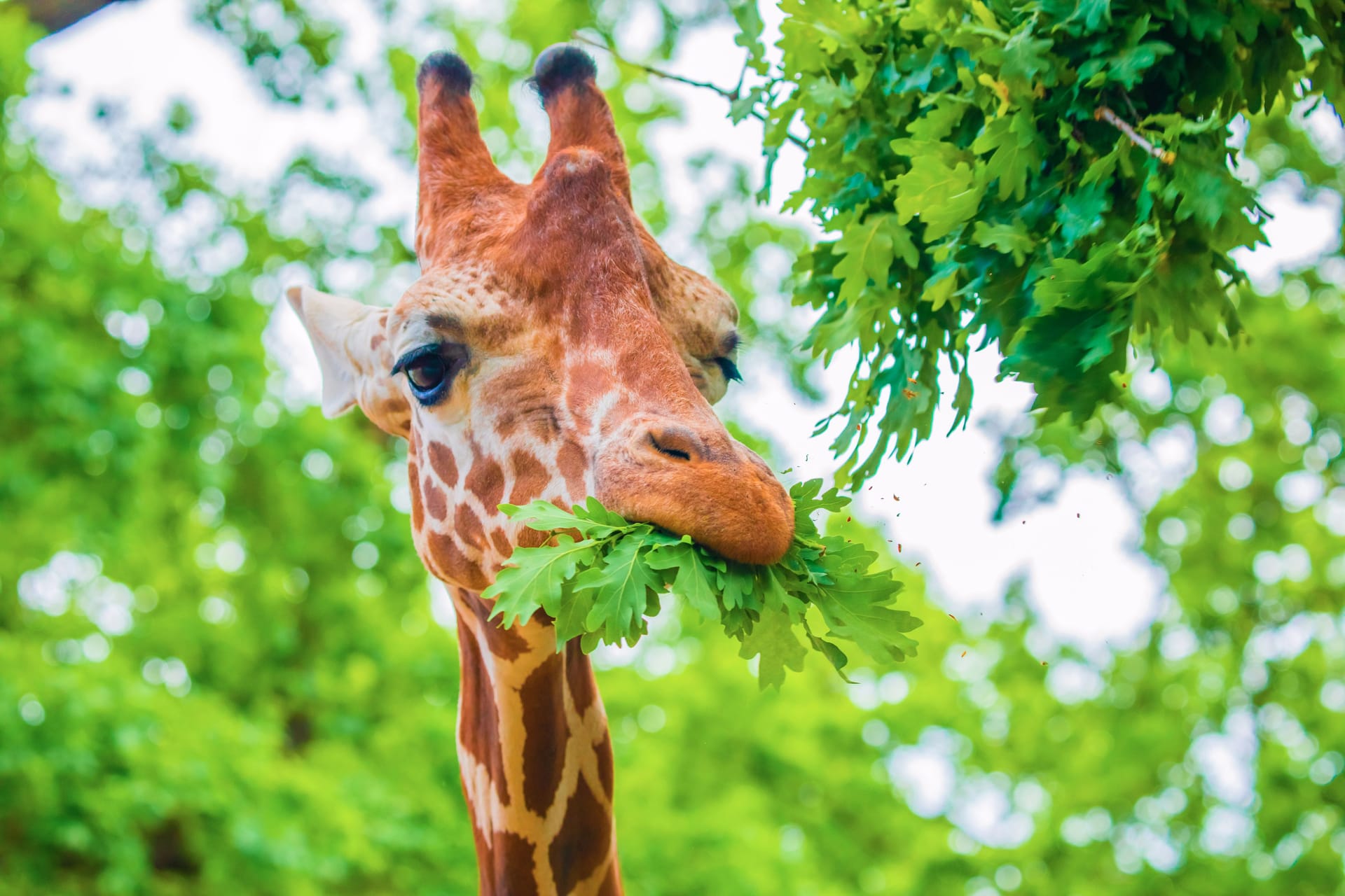 close-up portrait of a cheerful giraffe. Sticks out tongue