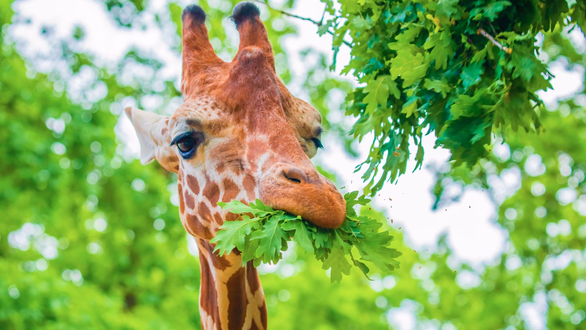 close-up portrait of a cheerful giraffe. Sticks out tongue