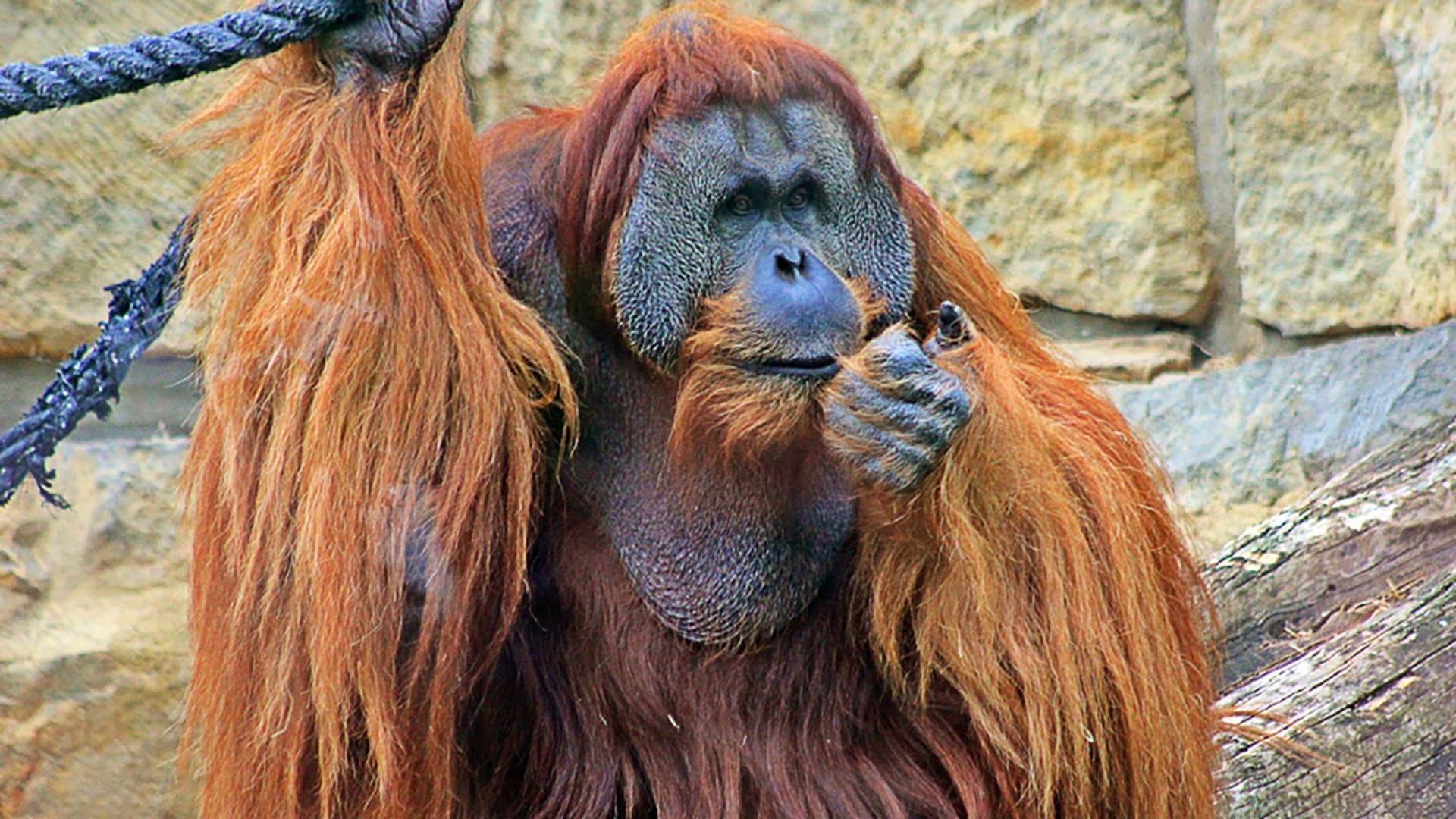 Berliner Zoo: Orang-Utan Mano wurde eingeschläfert