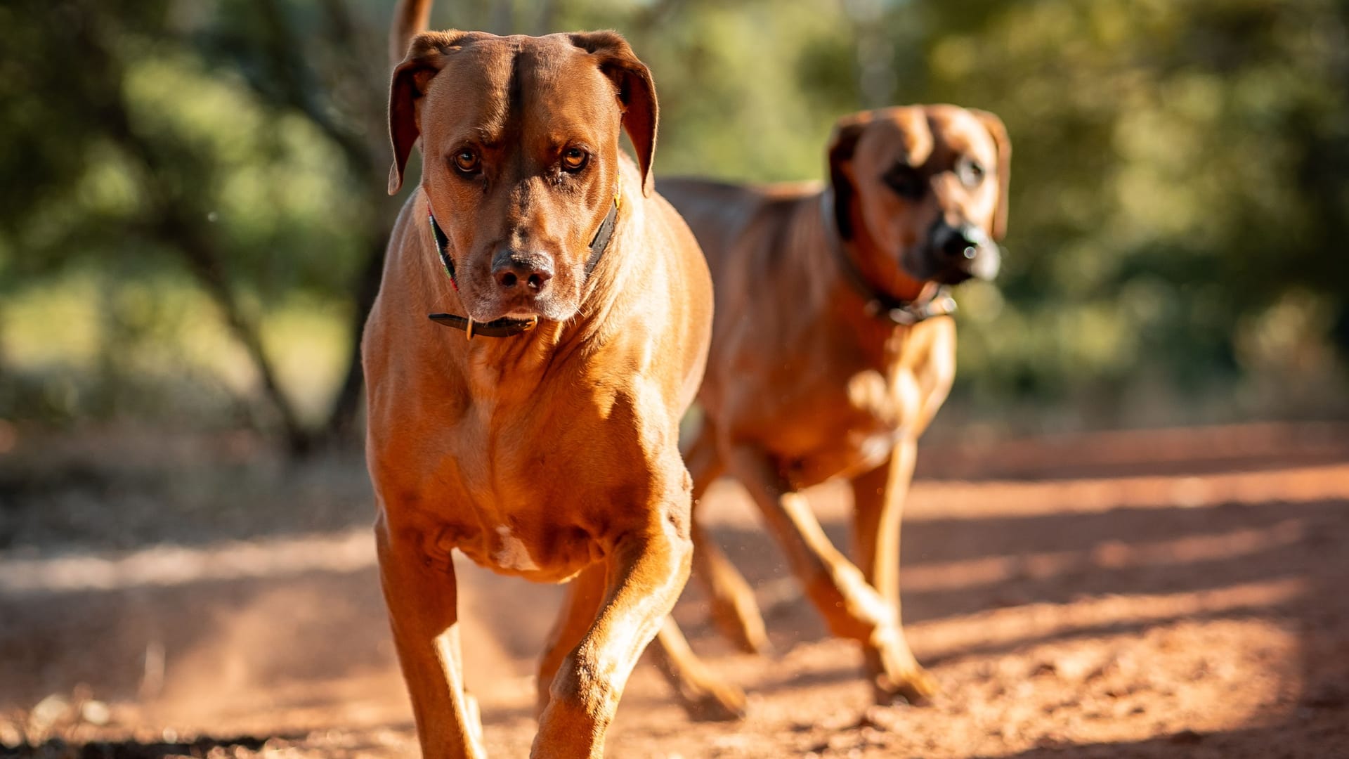 Two brown dogs pictured in a park setting