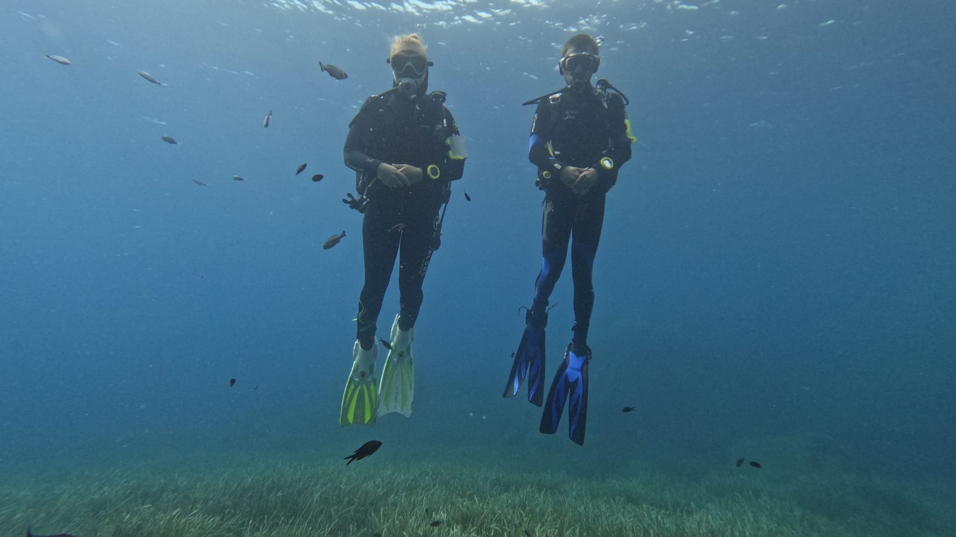 Fische können Menschen unterscheiden