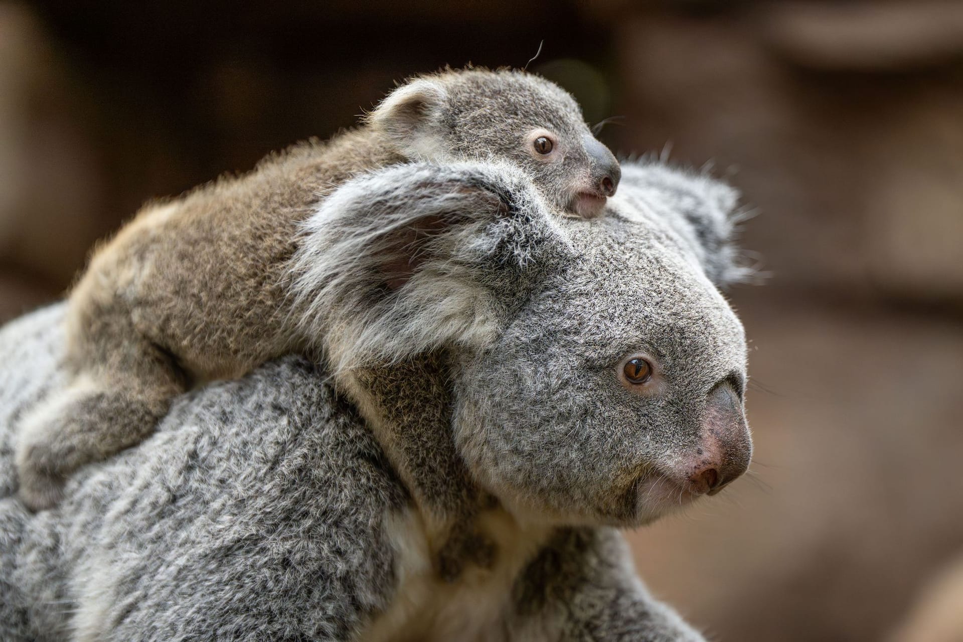 Koala-Nachwuchs in der Wilhelma