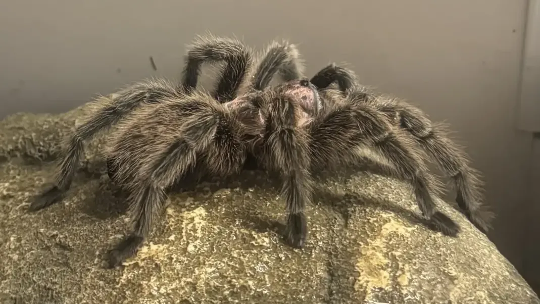 Die Rote-Chile-Vogelspinne Timmy sucht ein neues Zuhause