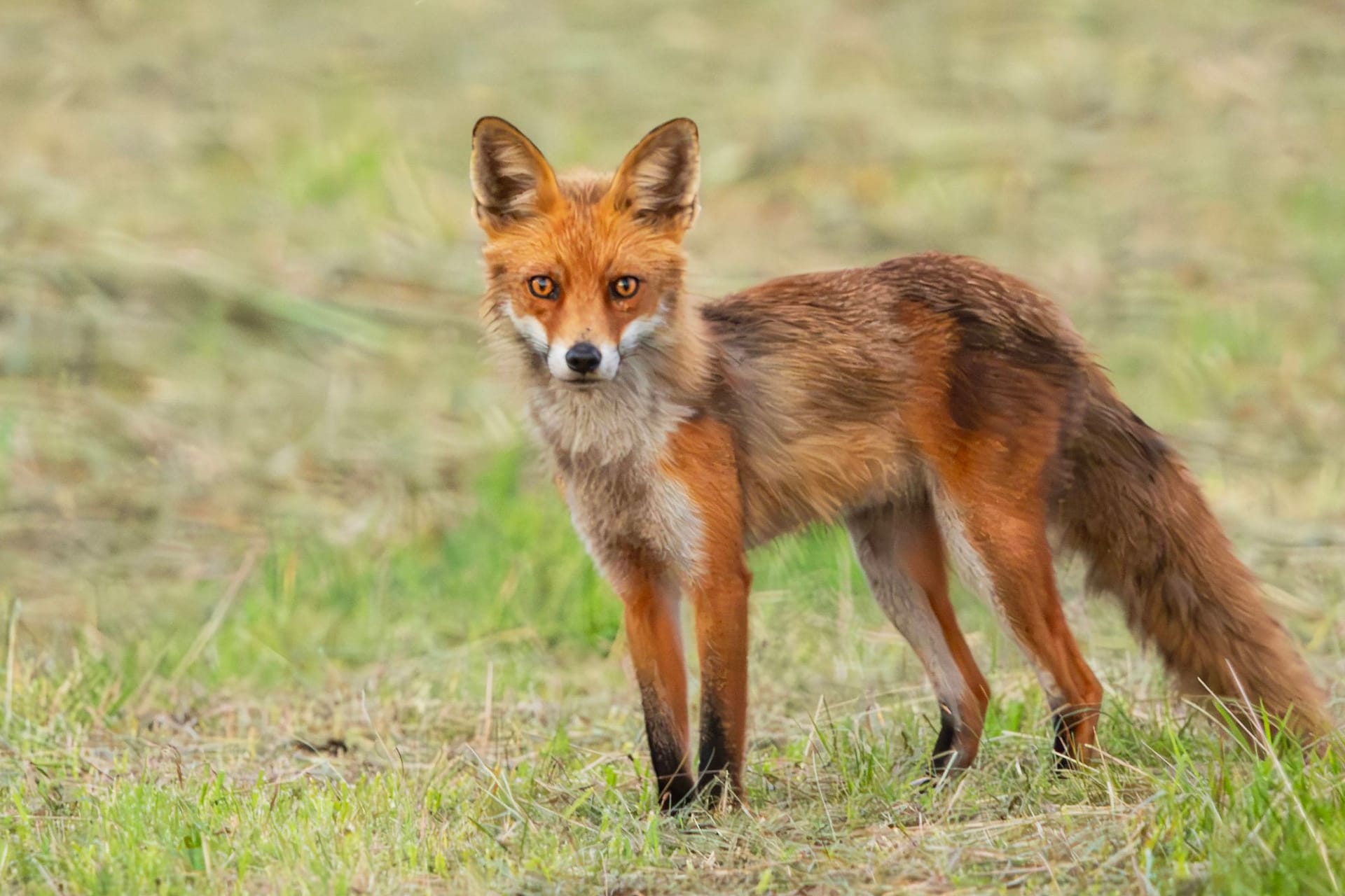 Fuchs (Symbolbild): Offenbar verwechselte der Bauer drei Pferde mit einem Fuchs.