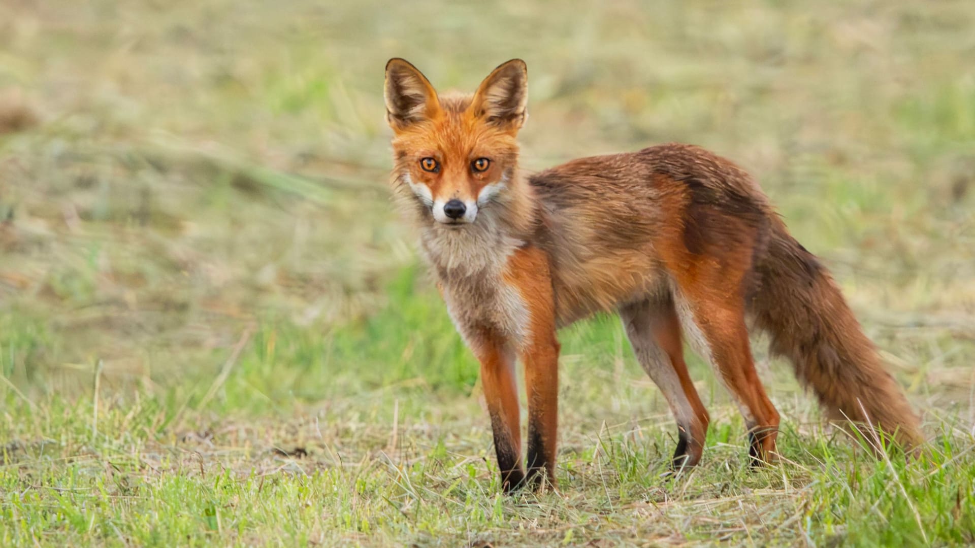 Fuchs (Symbolbild): Offenbar verwechselte der Bauer drei Pferde mit einem Fuchs.