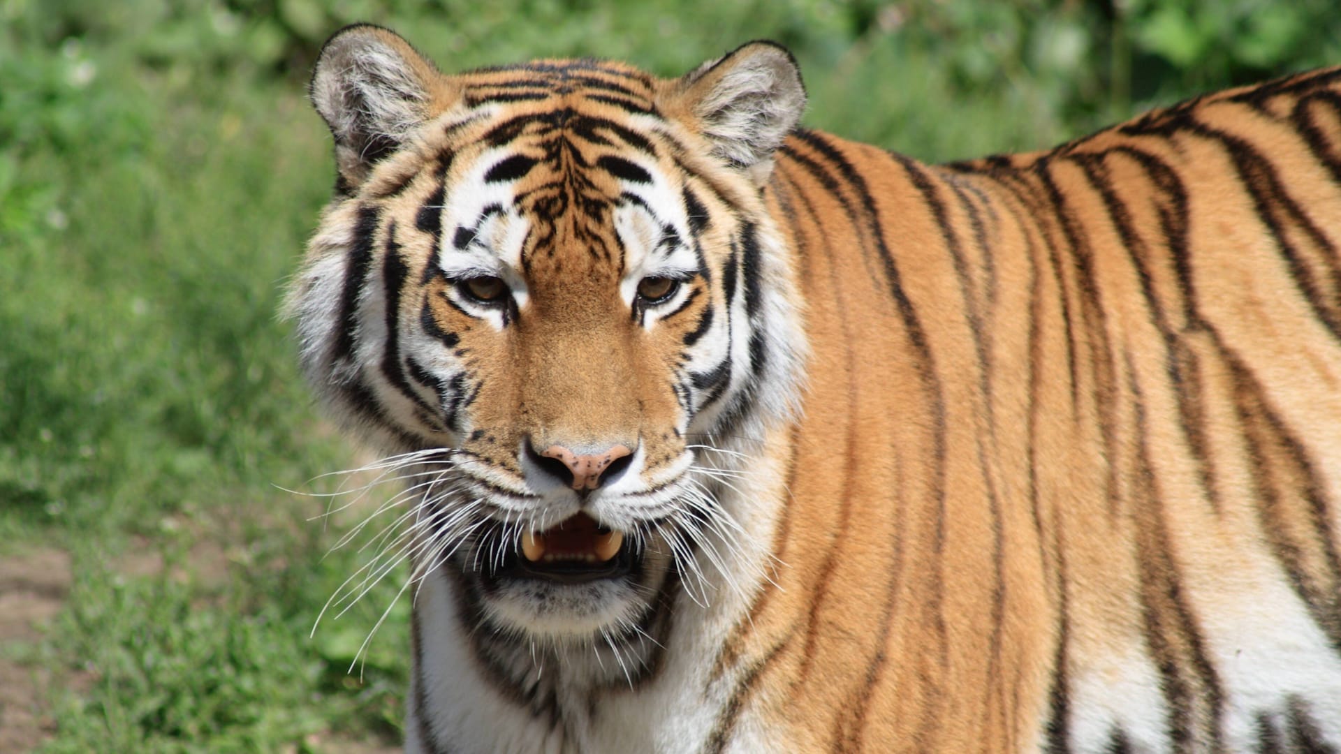 Ein Sibirischer Tiger kann in freier Wildbahn bis zu 20 Jahre alt werden.