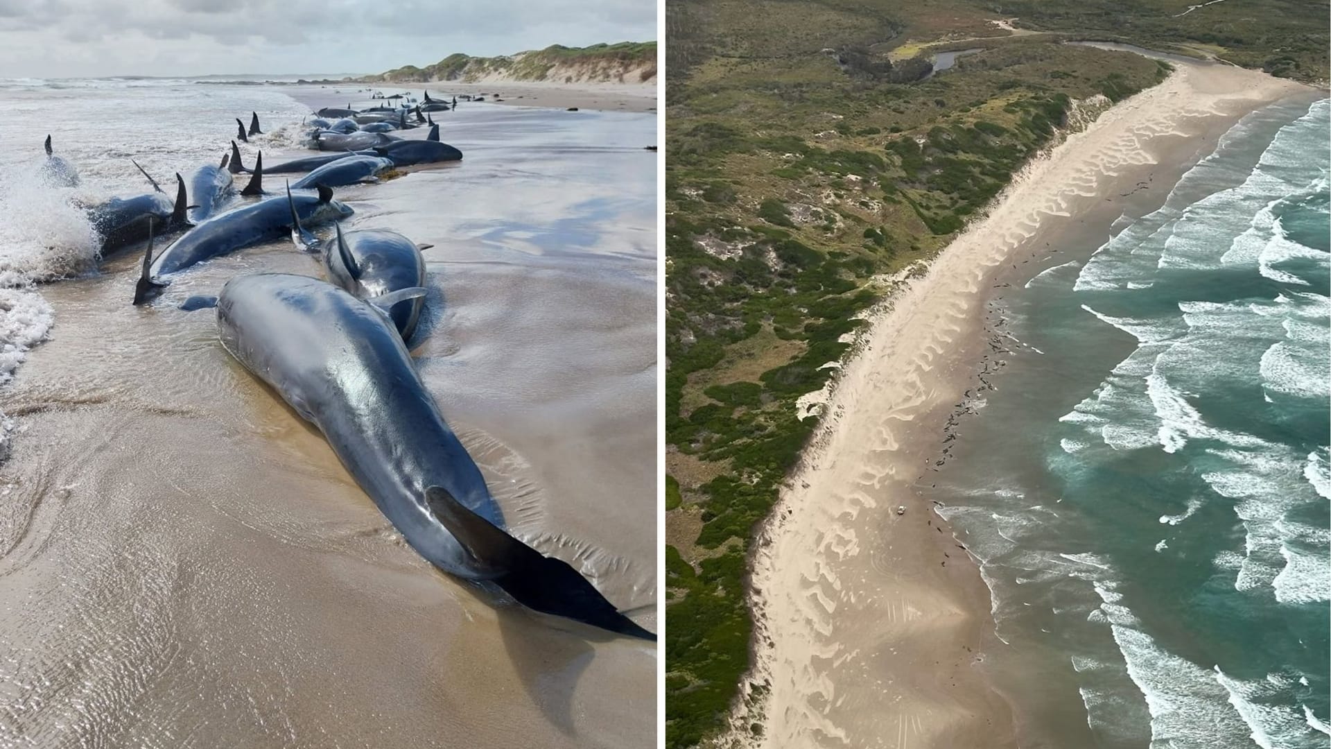 Gestrandete Kleine Schwertwale in Tasmanien