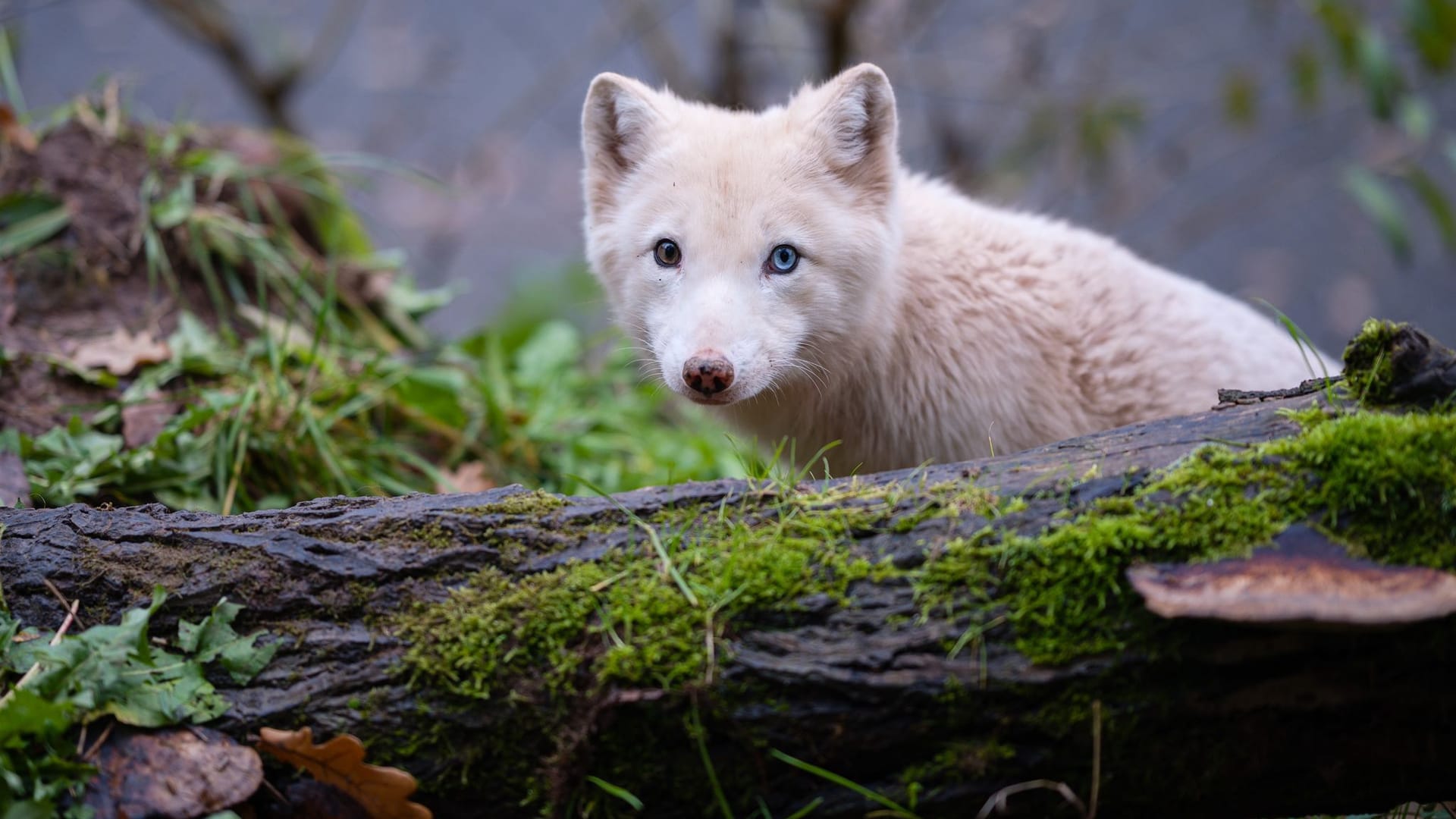 Polarfuchs Wukk in der TIERART Wildtierstation