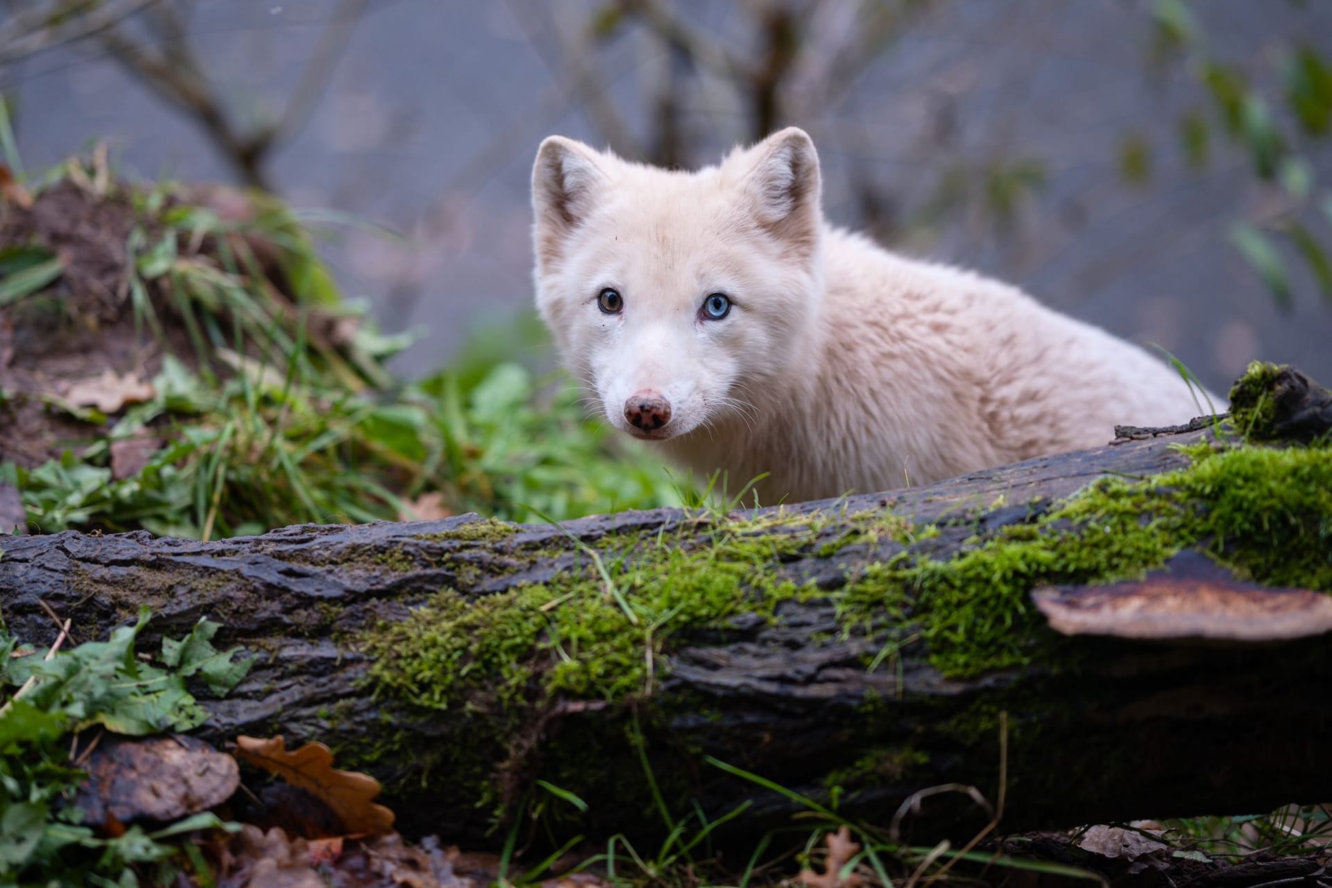 Polarfuchs Wukk in der TIERART Wildtierstation