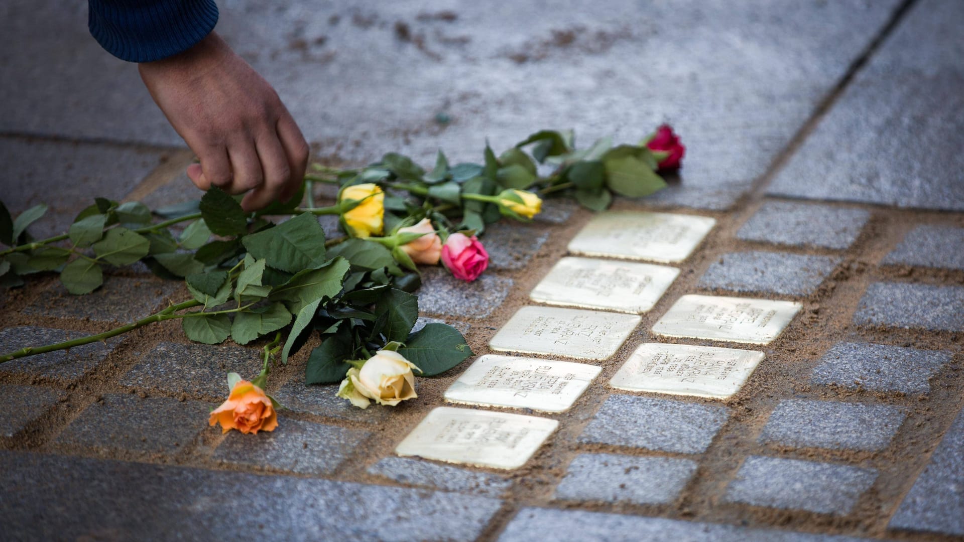 Rosen werden an Stolpersteinen in Dresden abgelegt (Archivbild):