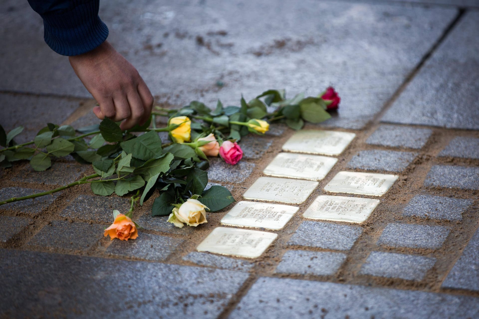 Rosen werden an Stolpersteinen in Dresden abgelegt (Archivbild):