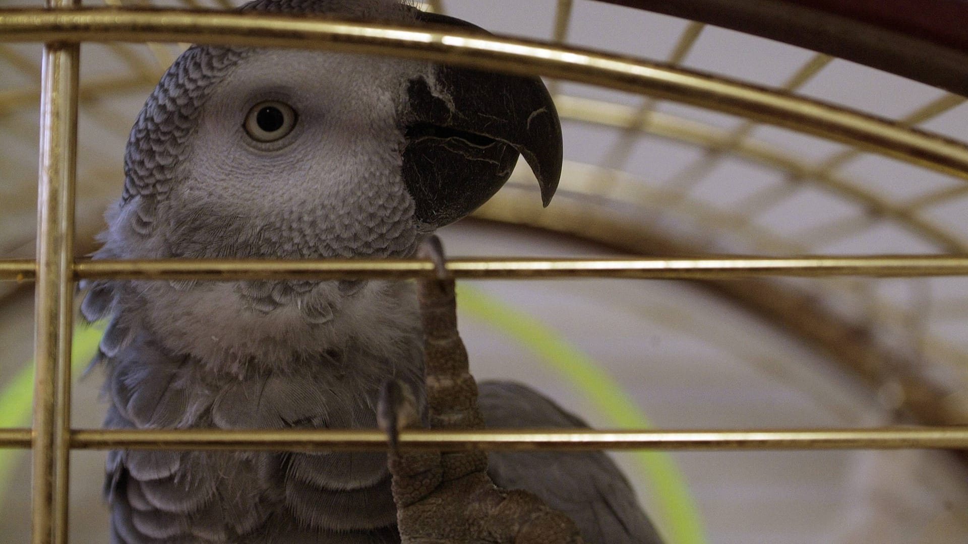 Kongo-Graupapagei im Tierheim in Berlin (Symbolbild): Über 1.000 Abstriche wurden nach dem Ausbruch der Krankheit genommen.