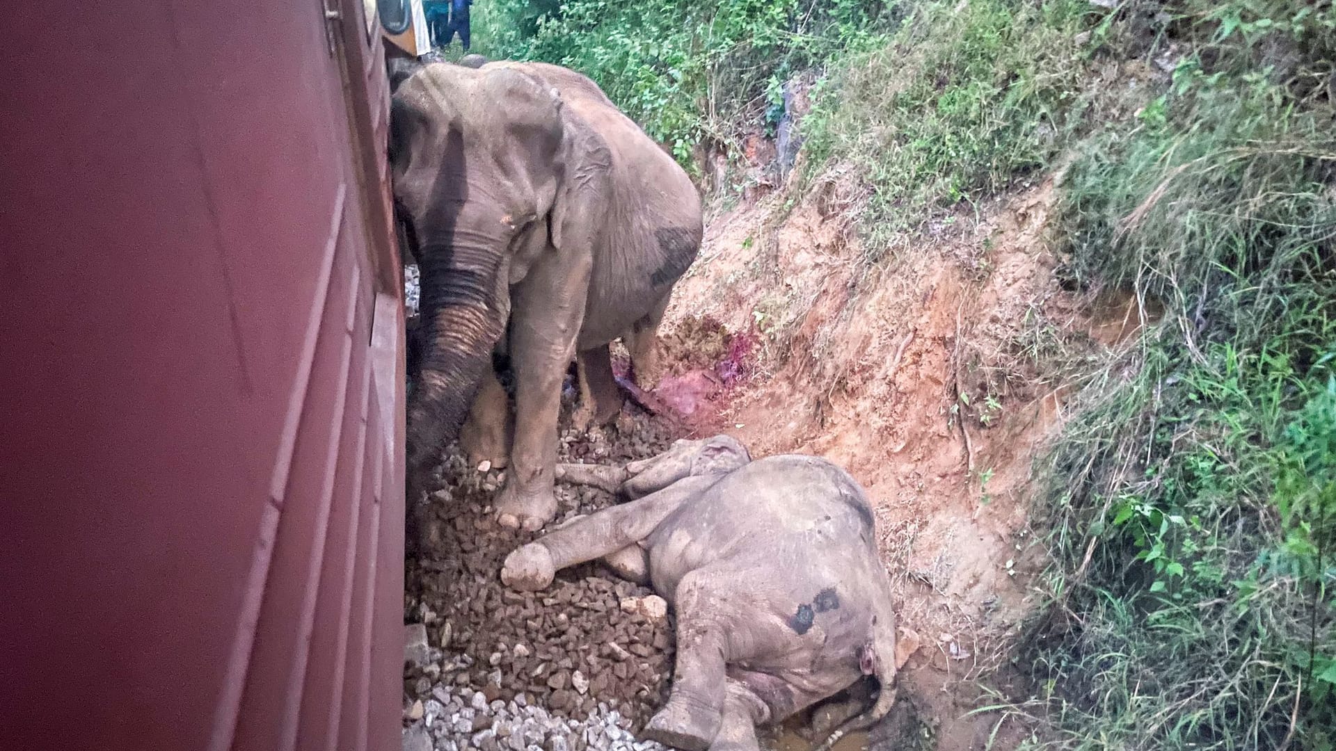 Ein verletzter und ein toter Elefant sind neben einem Zug zu sehen, der offenbar mit einer Herde kollidiert ist.