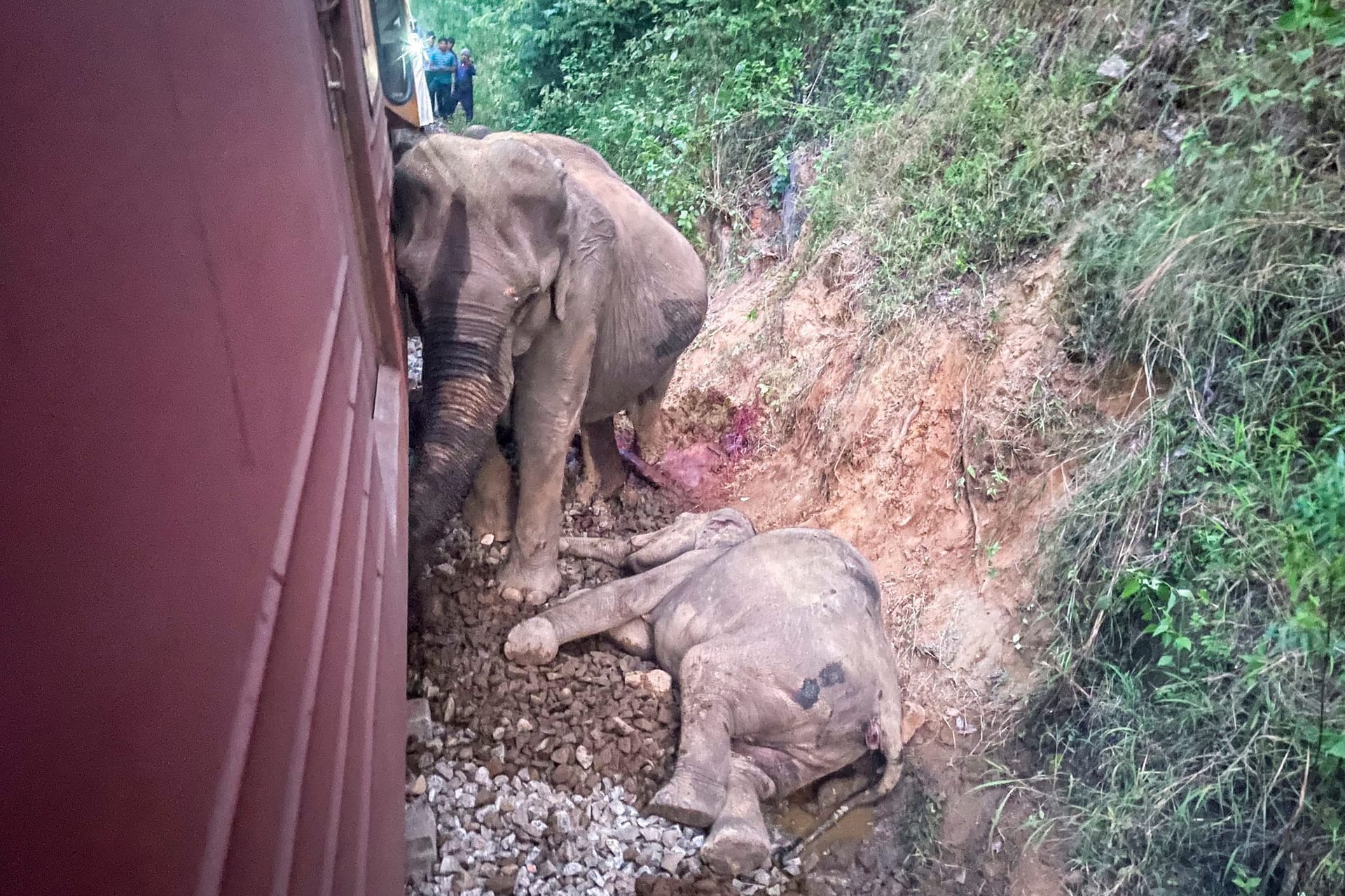 Ein verletzter und ein toter Elefant sind neben einem Zug zu sehen, der offenbar mit einer Herde kollidiert ist.