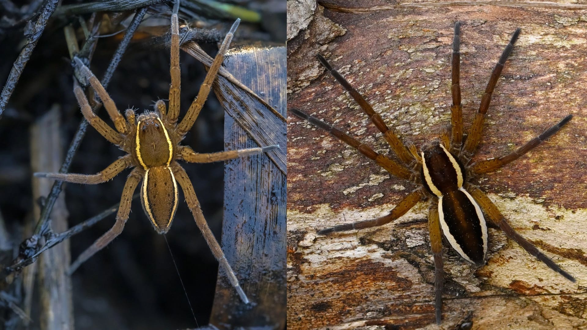 Links: Gerandete Wasserspinne (Dolomedes plantarius); rechts: Gerandeten Jagdspinne (Dolomedes fimbriatus)