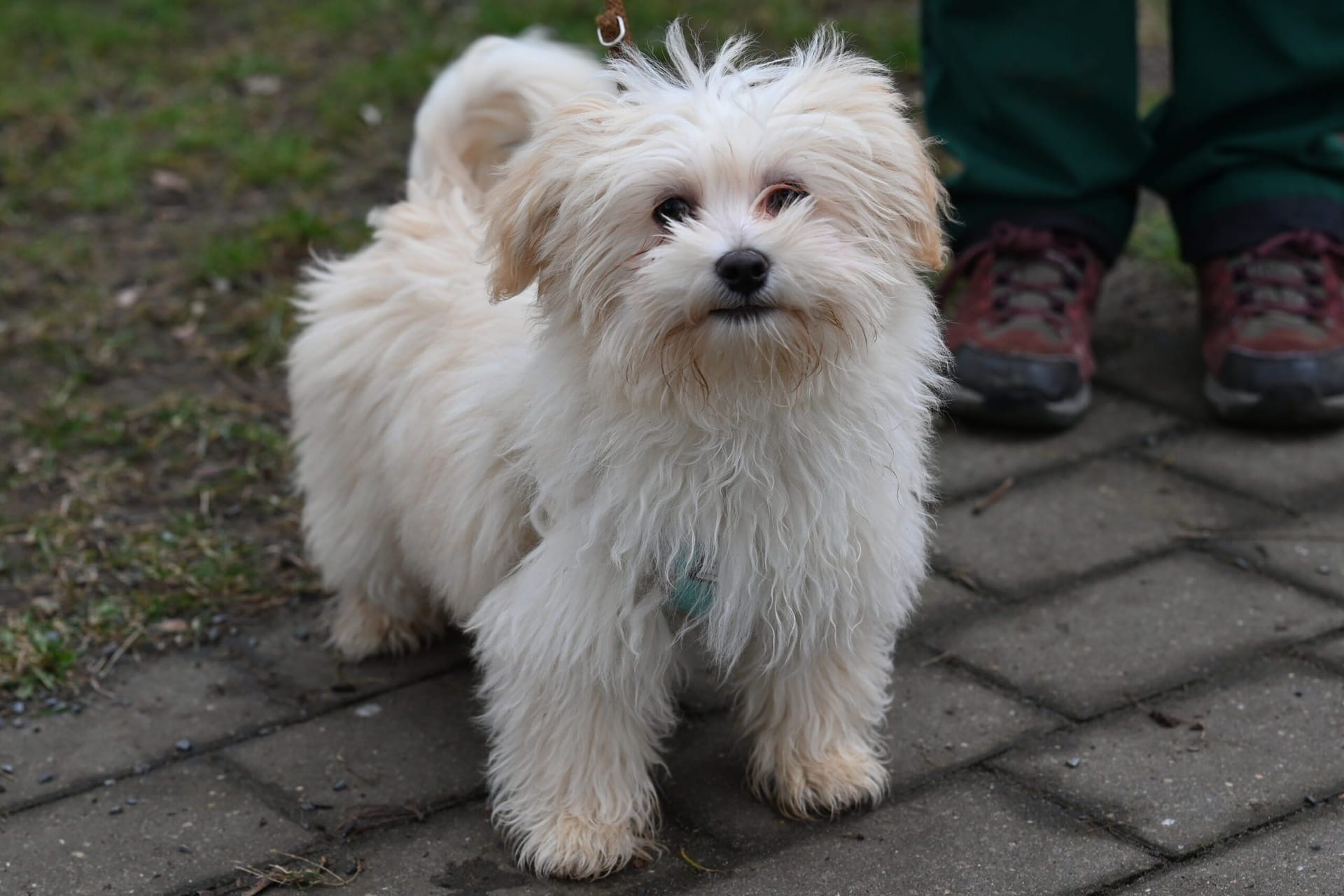 Der kleine Maltipoo Otti sucht ein Zuhause und muss noch viel lernen.