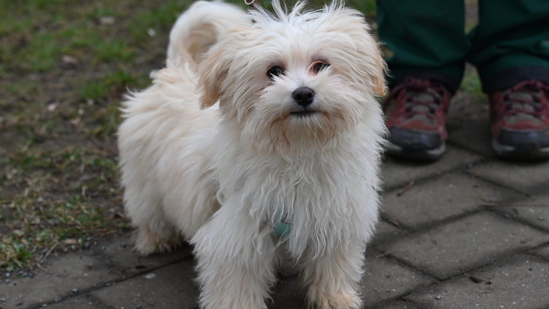 Der kleine Maltipoo Otti sucht ein Zuhause und muss noch viel lernen.