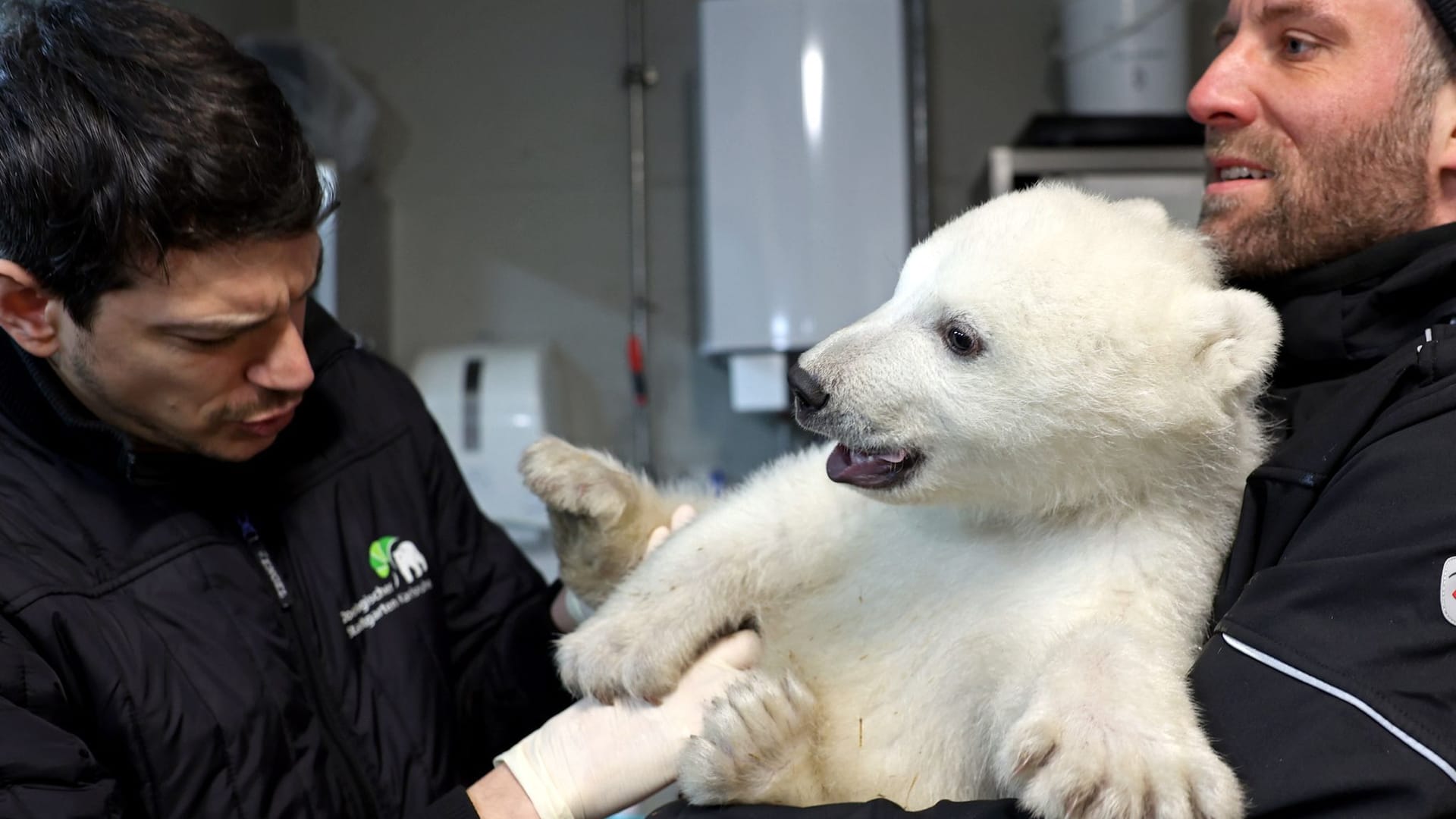 Karlsruher Eisbärbaby ist ein Junge