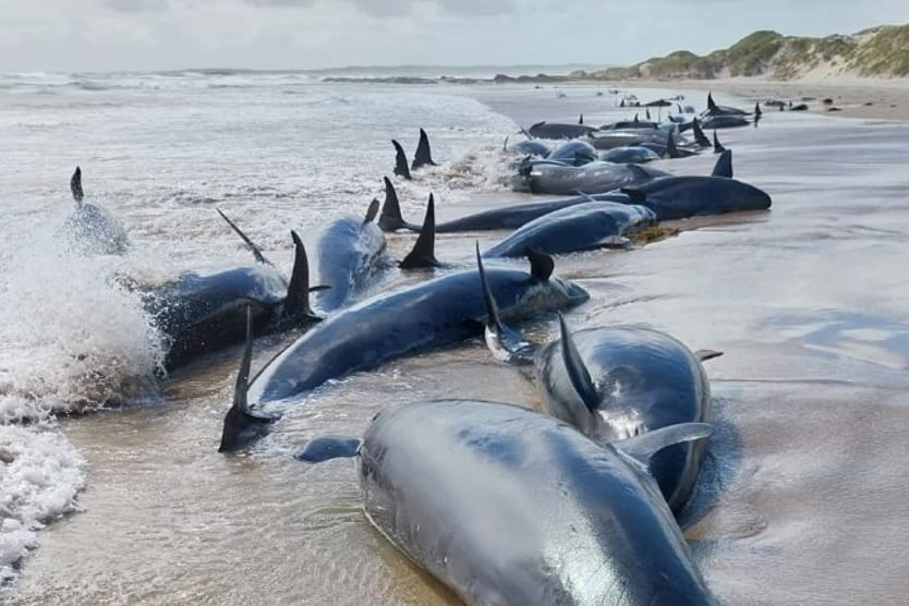 Gestrandete Wale in Tasmanien