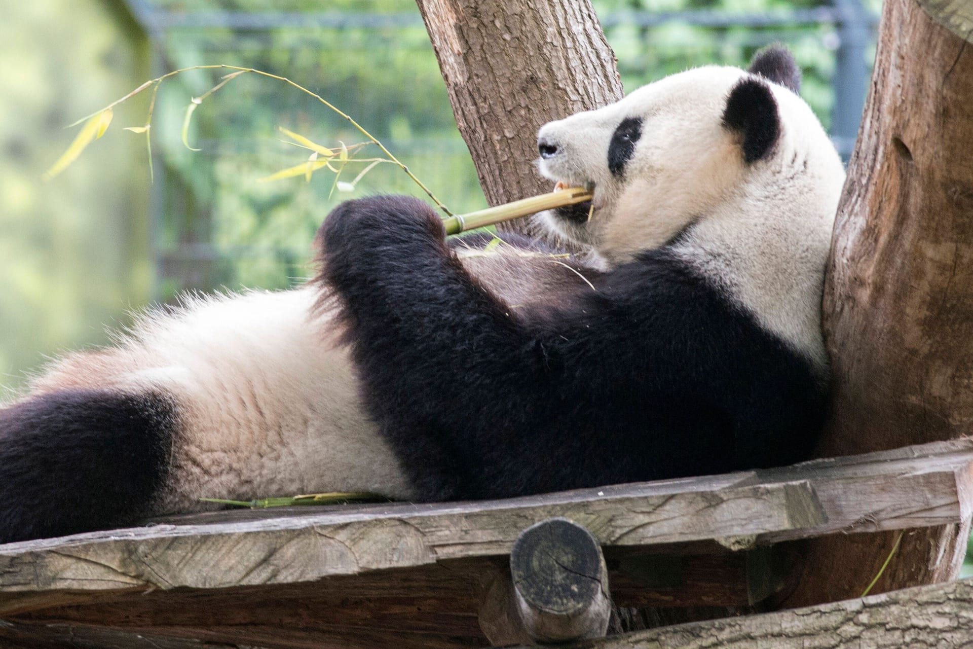 Panda Jiao Qing im Berliner Zoo (Archivbild): Das Pandamännchen ist beim Essen im Schnee zu sehen.