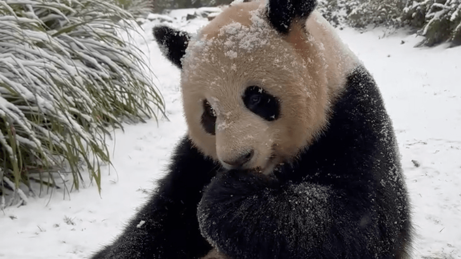 Pandamännchen Jiao Qing isst genüsslich einen Keks.