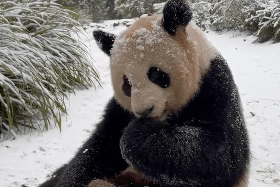 Pandamännchen Jiao Qing isst genüsslich einen Keks.