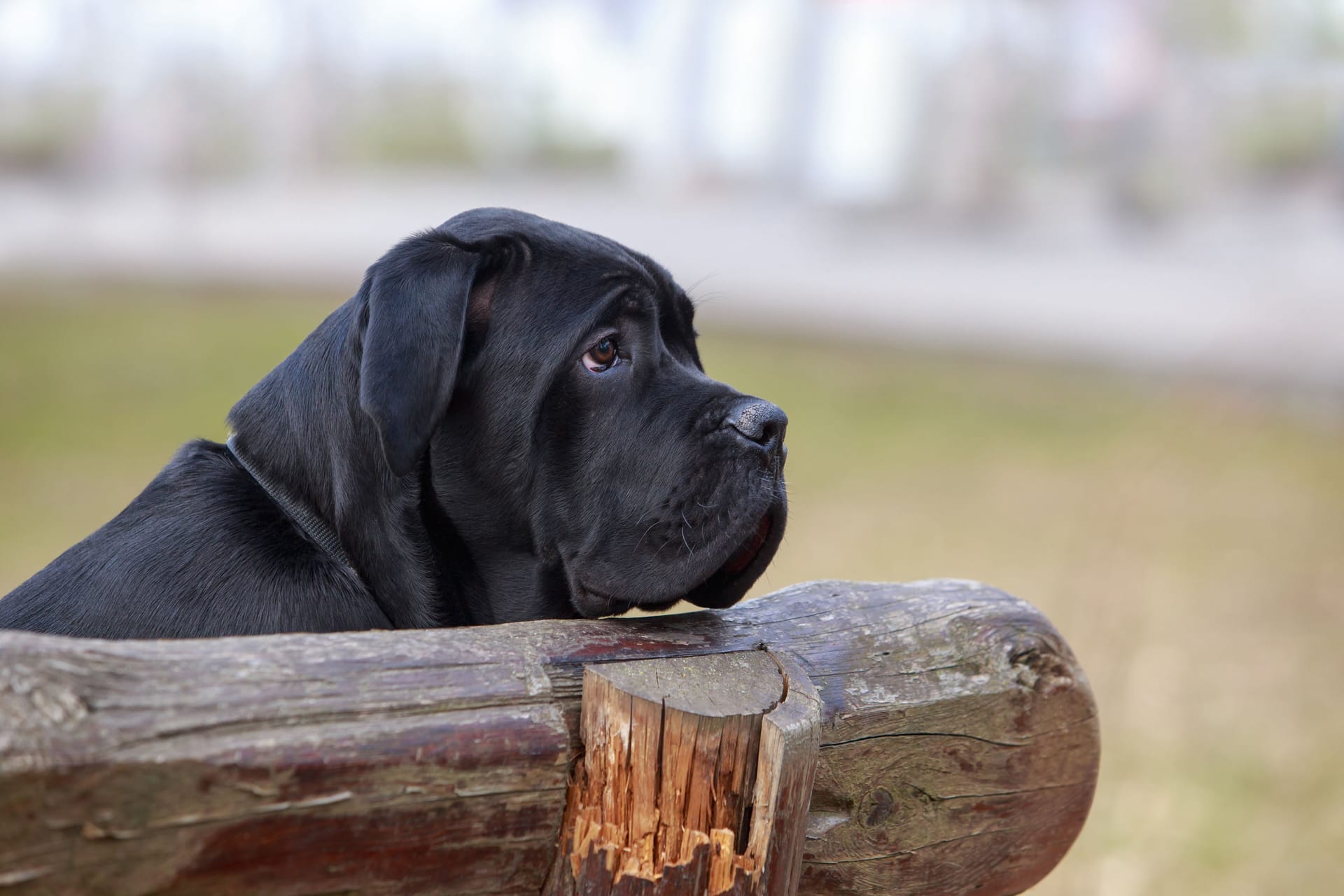 Ein Hund der Rasse Cane Corso sitzt auf einer Bank (Symbolbild): Die Hündin musste offenbar mehrere Stunden ausharren.