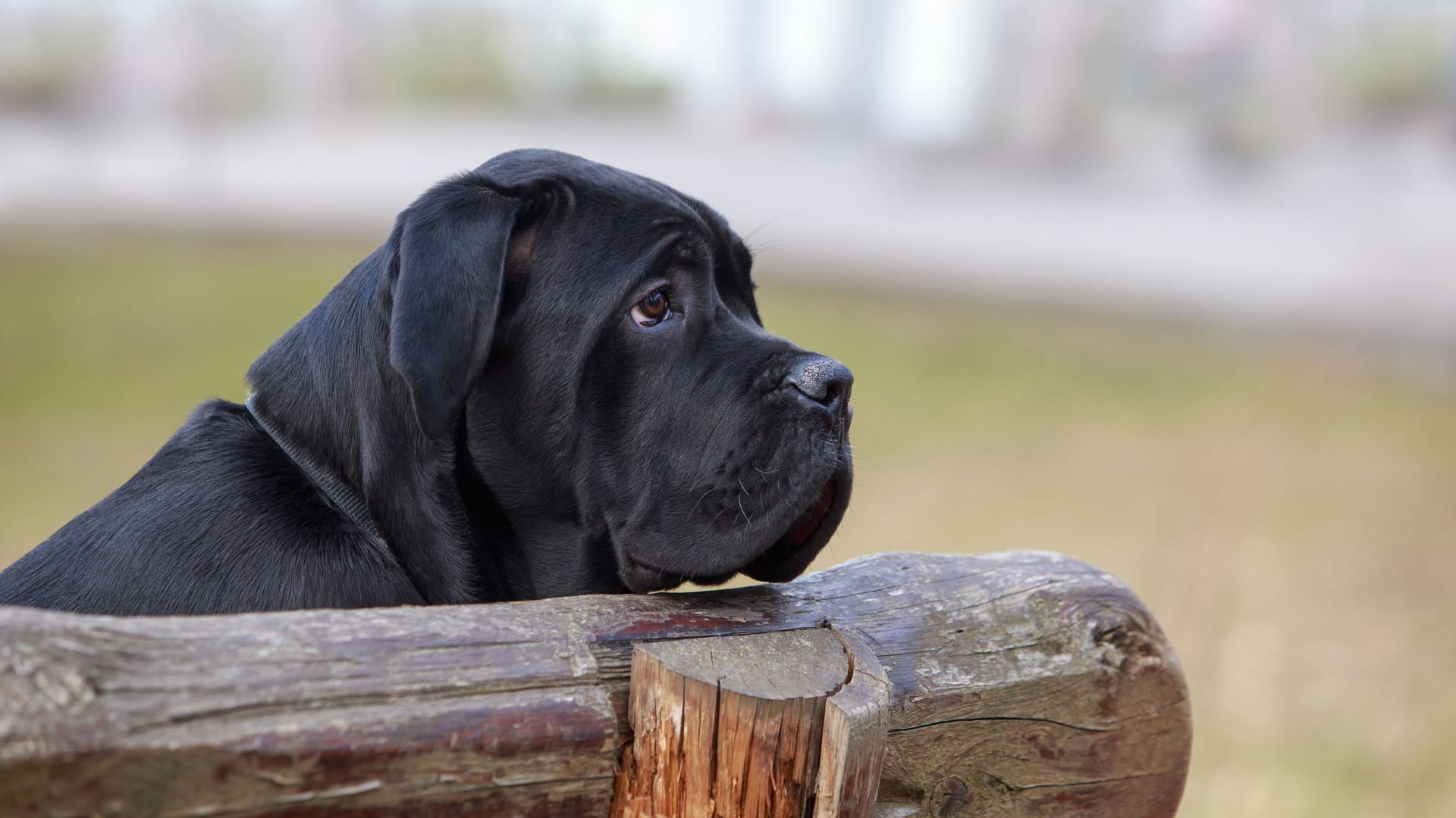 Ein Hund der Rasse Cane Corso sitzt auf einer Bank (Symbolbild): Die Hündin musste offenbar mehrere Stunden ausharren.