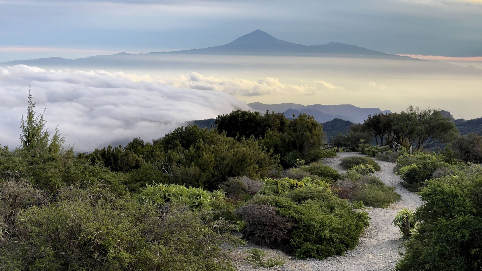 Der Nationalpark Garajona auf La Gomera.