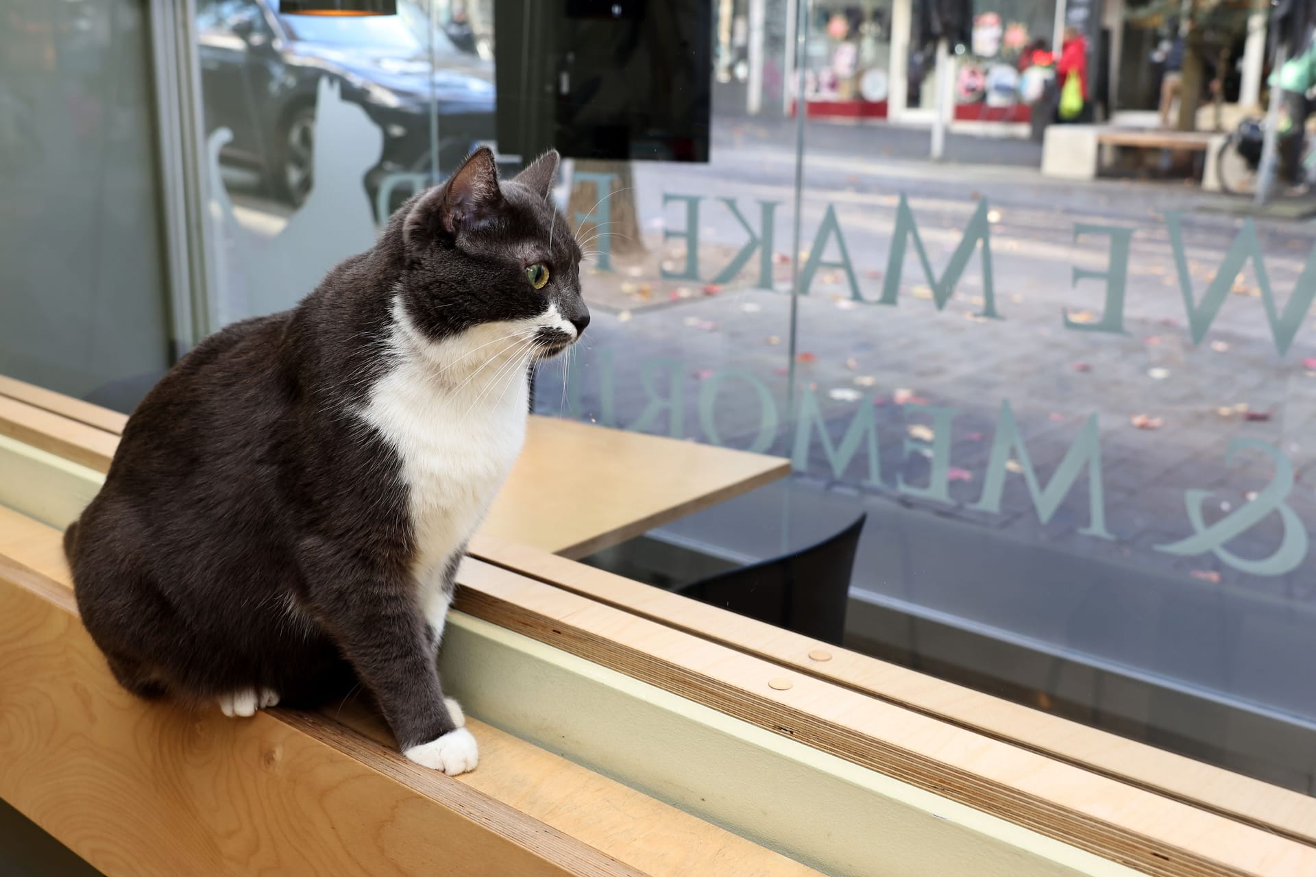 Eine Katze in einem Katzentempel in einer anderen Stadt (Symbolbild): Für die Bewohner muss eine schnelle Vermittlung her.