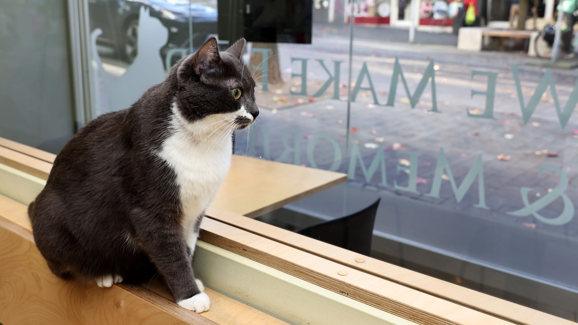 Eine Katze in einem Katzentempel in einer anderen Stadt (Symbolbild): Für die Bewohner muss eine schnelle Vermittlung her.