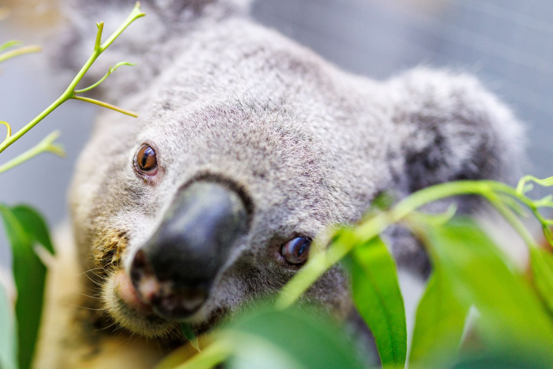 Koala Irwin im Duisburger Zoo