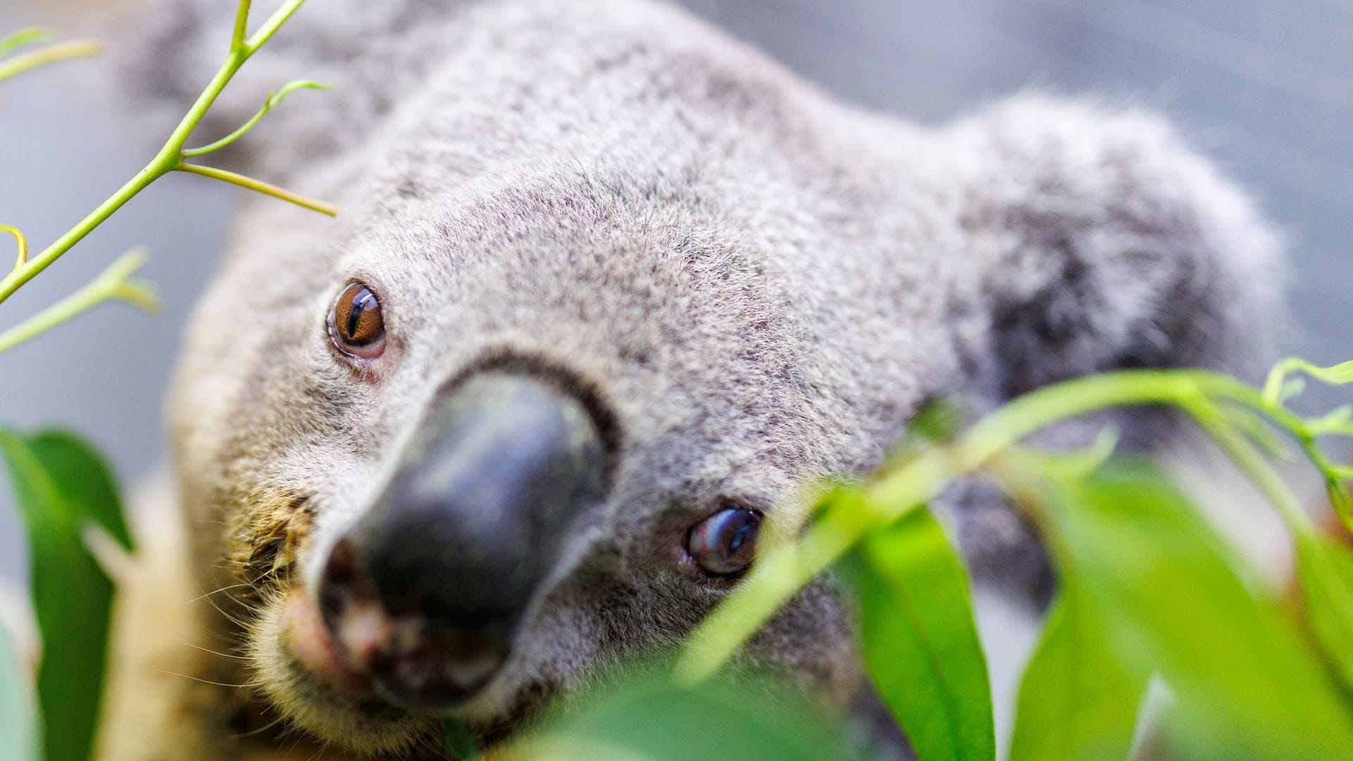 Koala Irwin im Duisburger Zoo