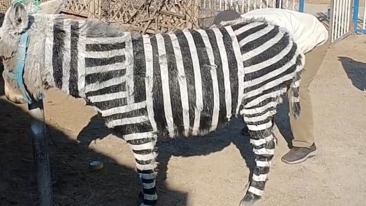 Ein als Zebra angemalter Esel soll in einem chinesischen Zoo Besucher locken.